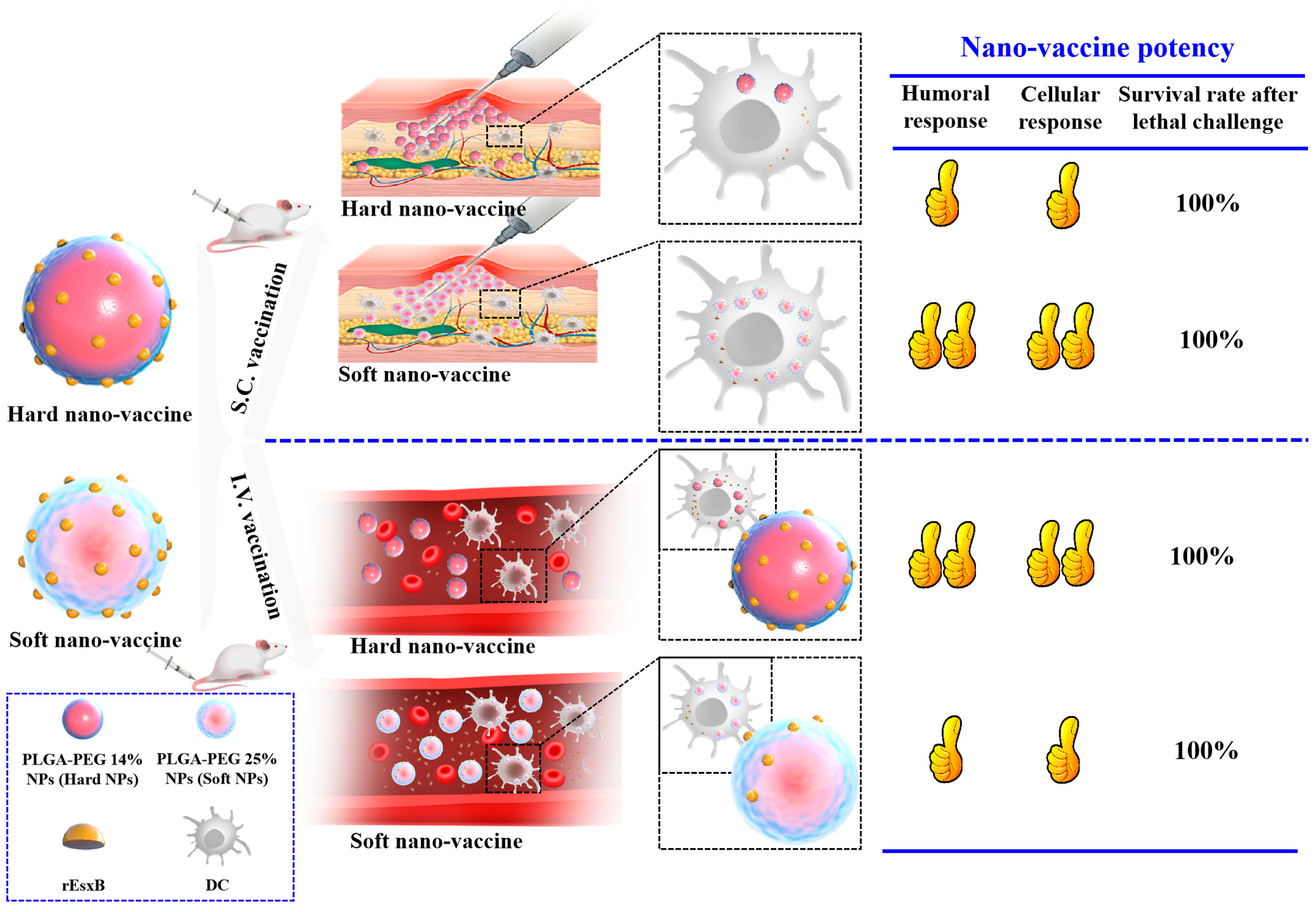 Vaccines 12 00125 g001