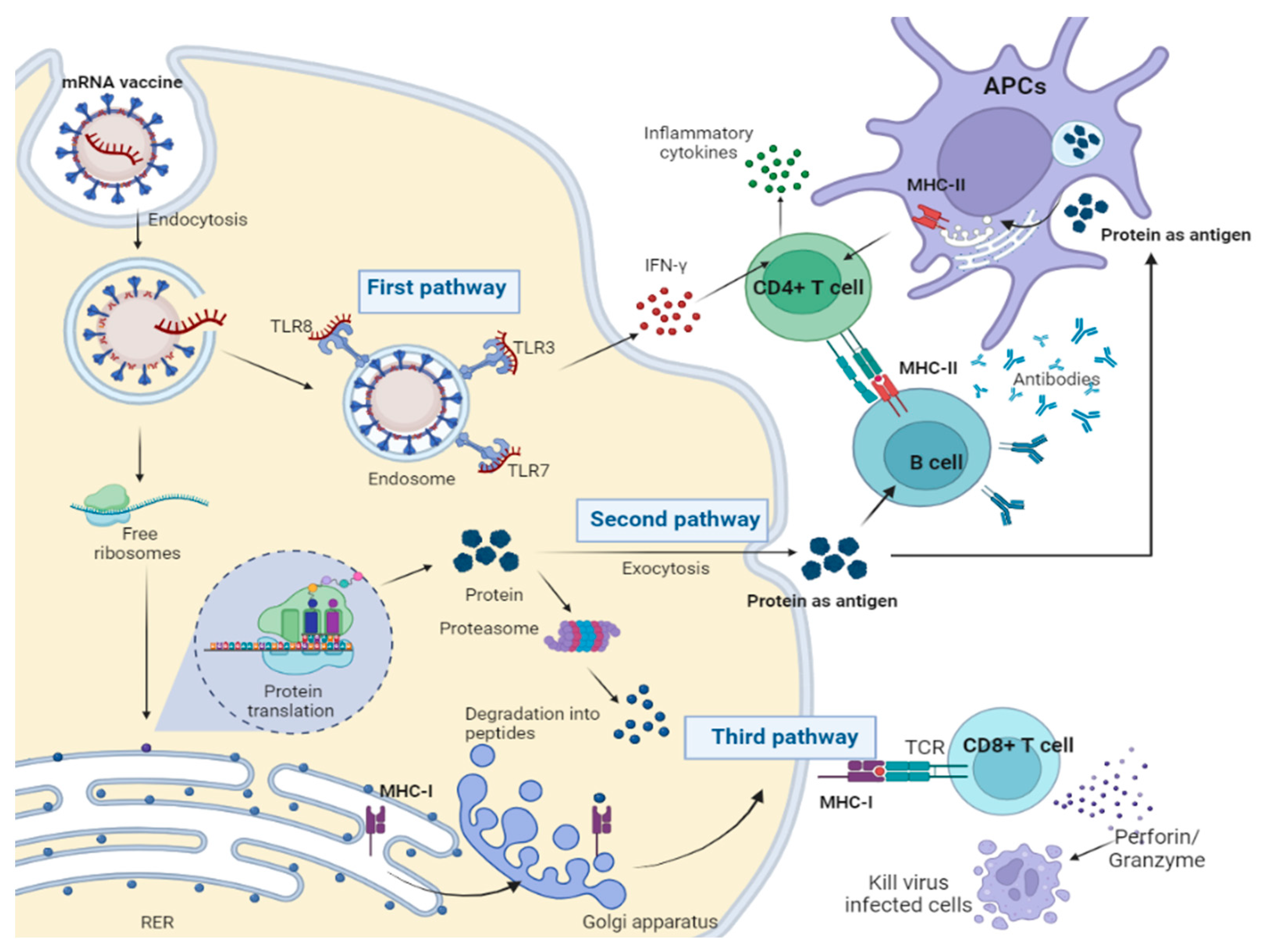 Vaccines 12 00134 g003 Vaccines 12 00134 g003
