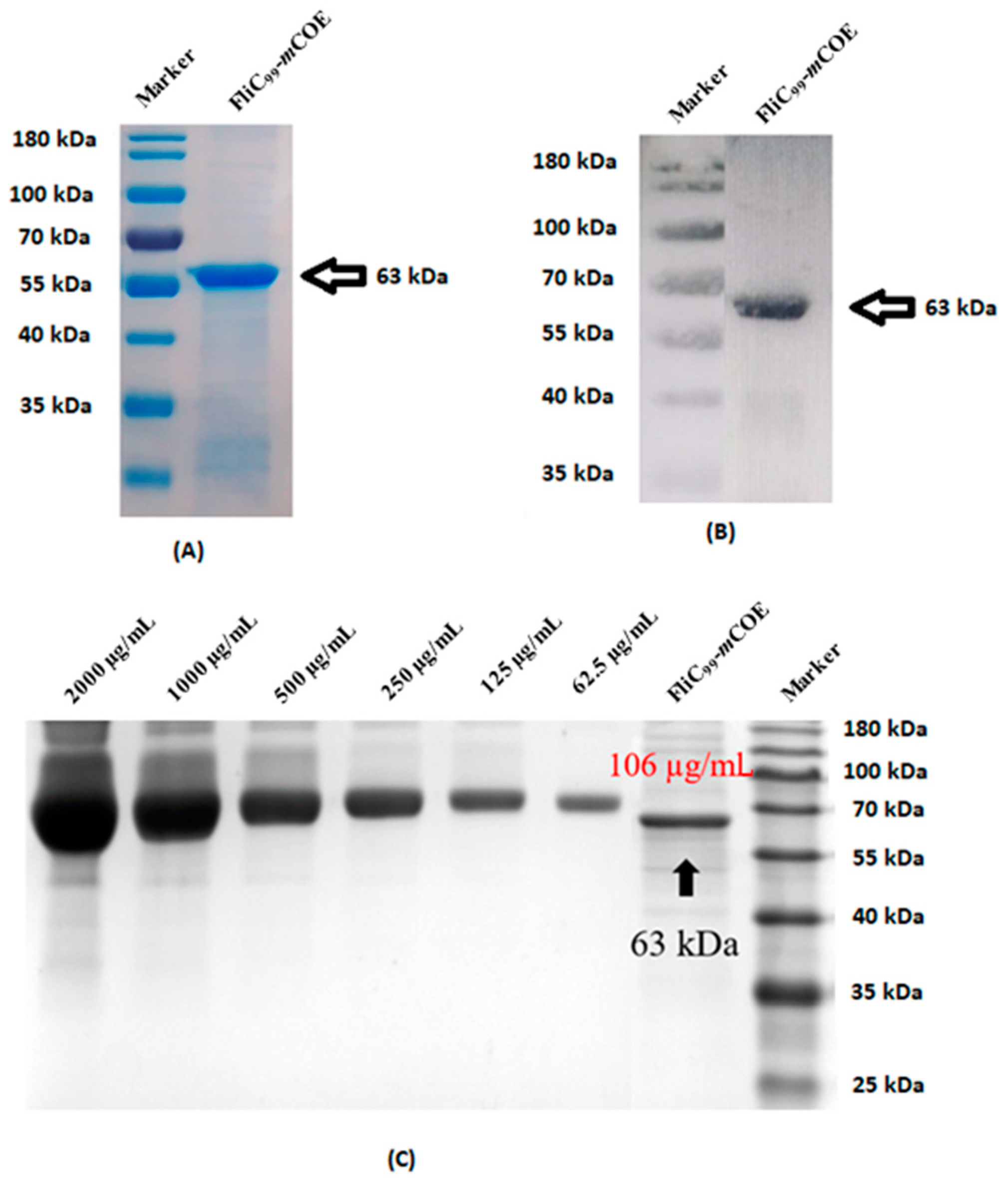 Vaccines 12 00139 g007
