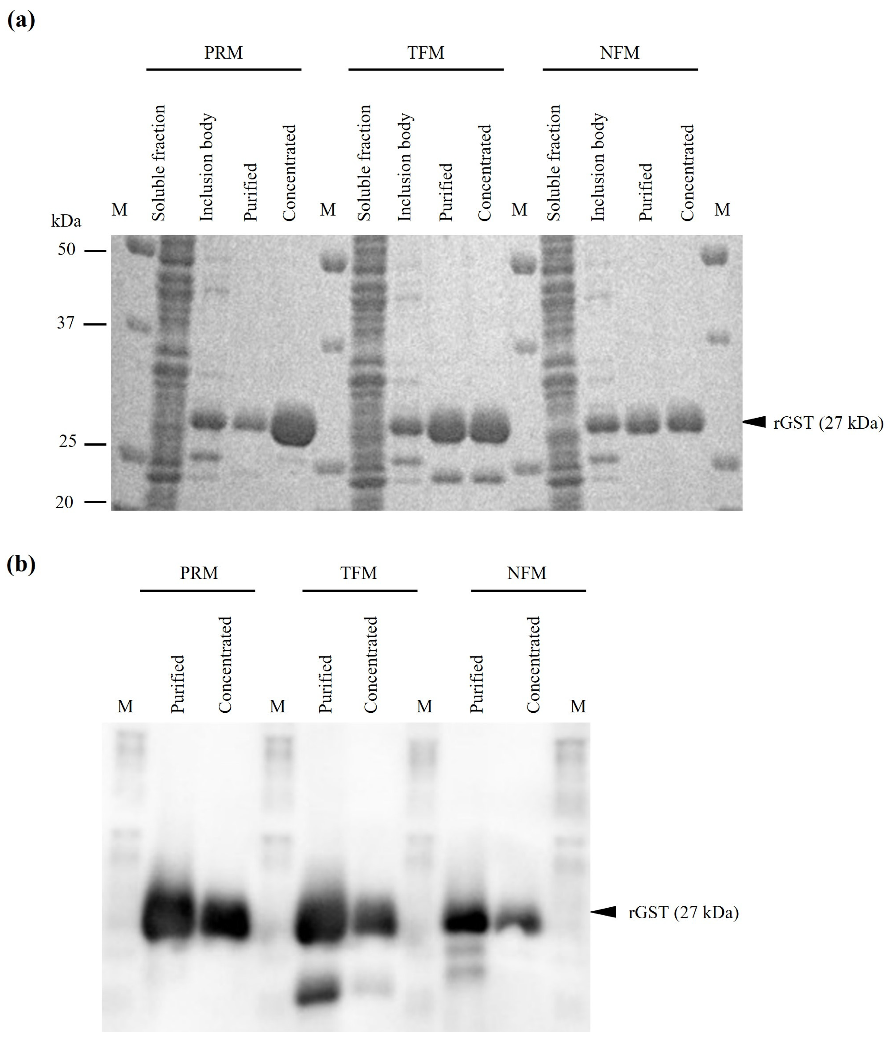 Vaccines 12 00148 g003