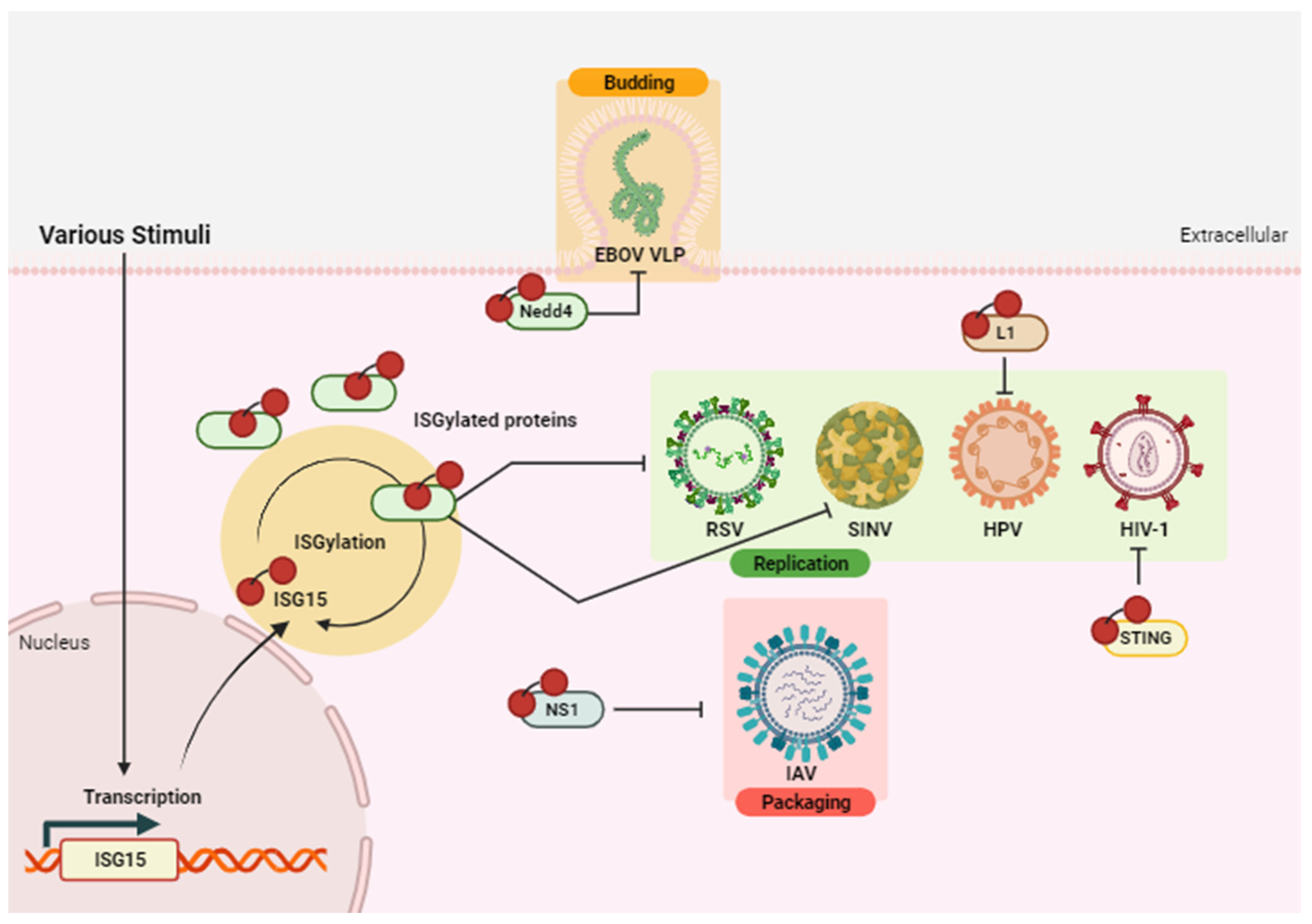 Vaccines 12 00153 g003