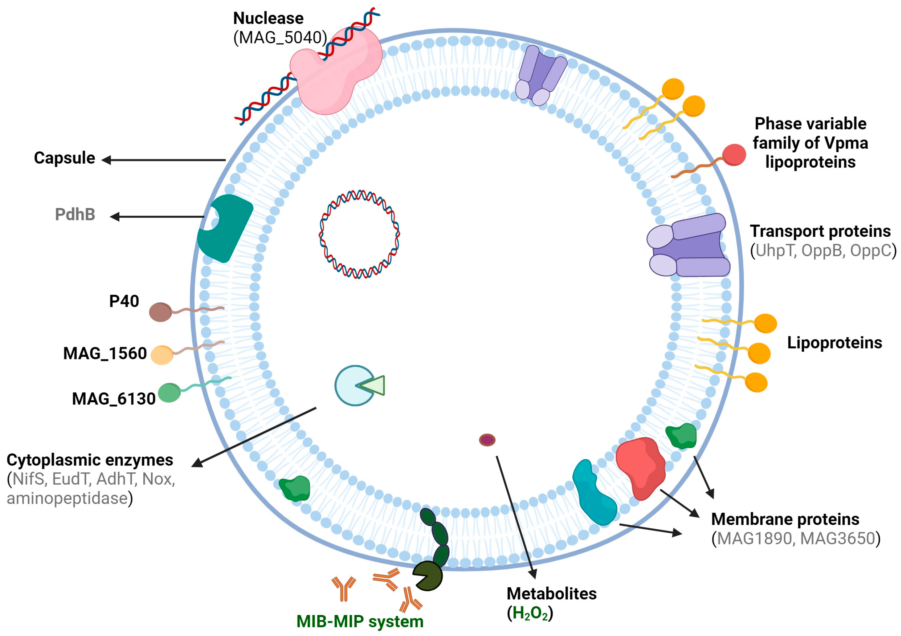 Vaccines 12 00156 g001
