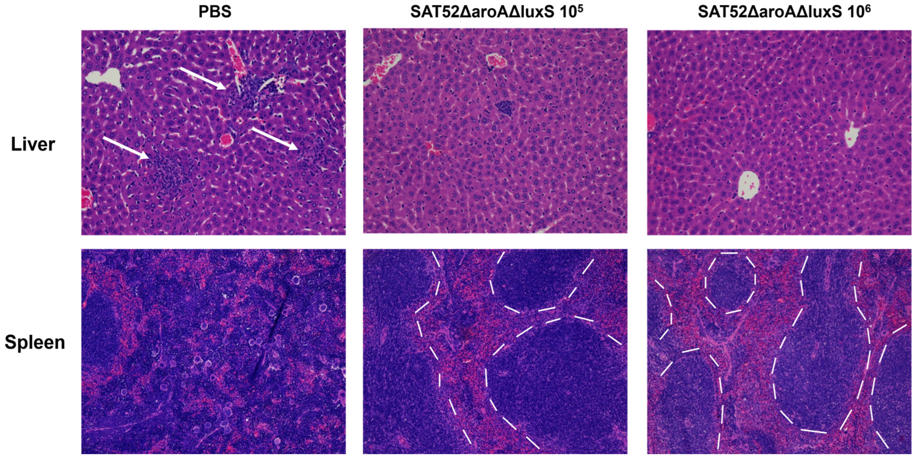 Vaccines 12 00162 g005