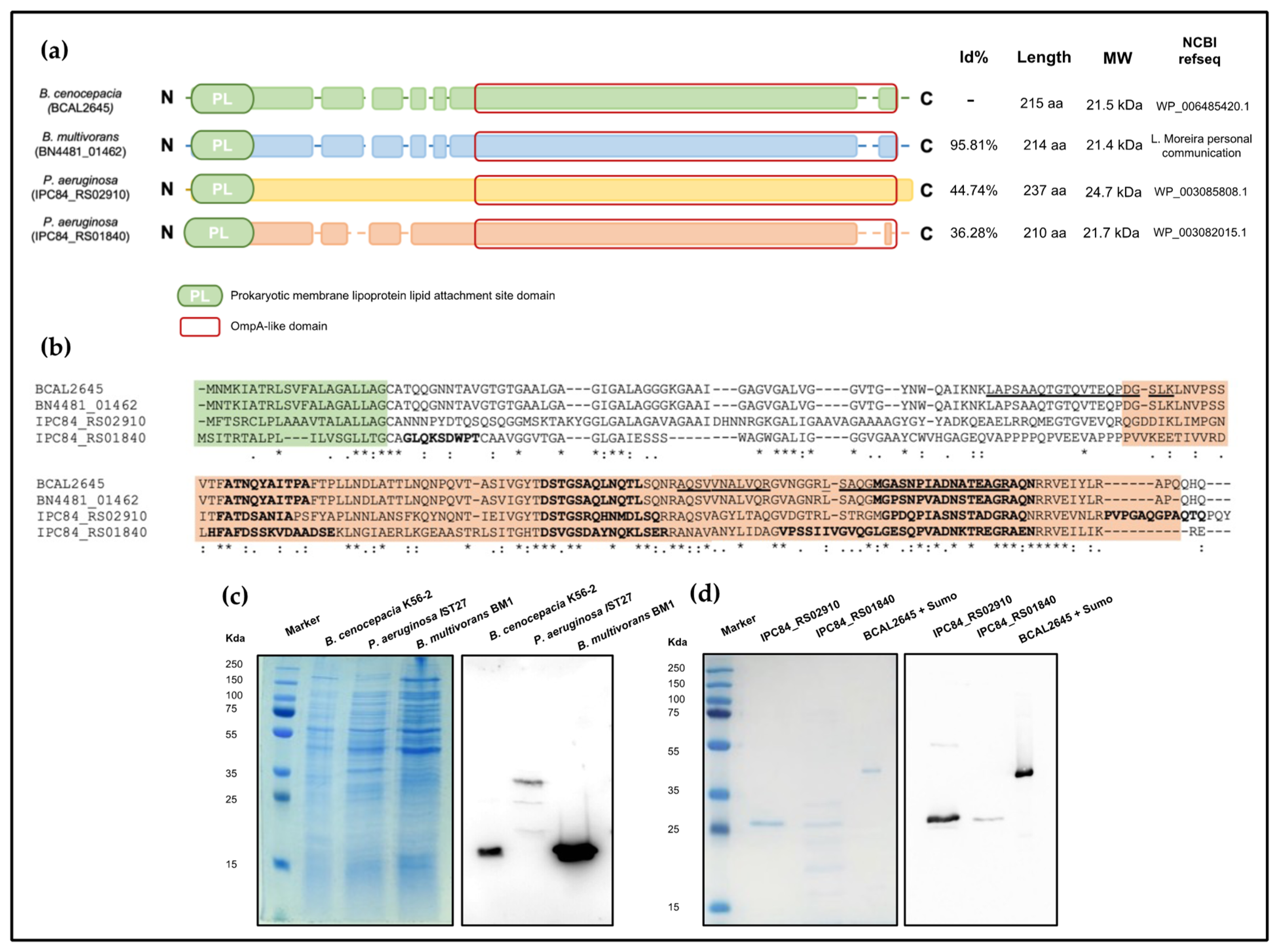 Vaccines 12 00207 g001