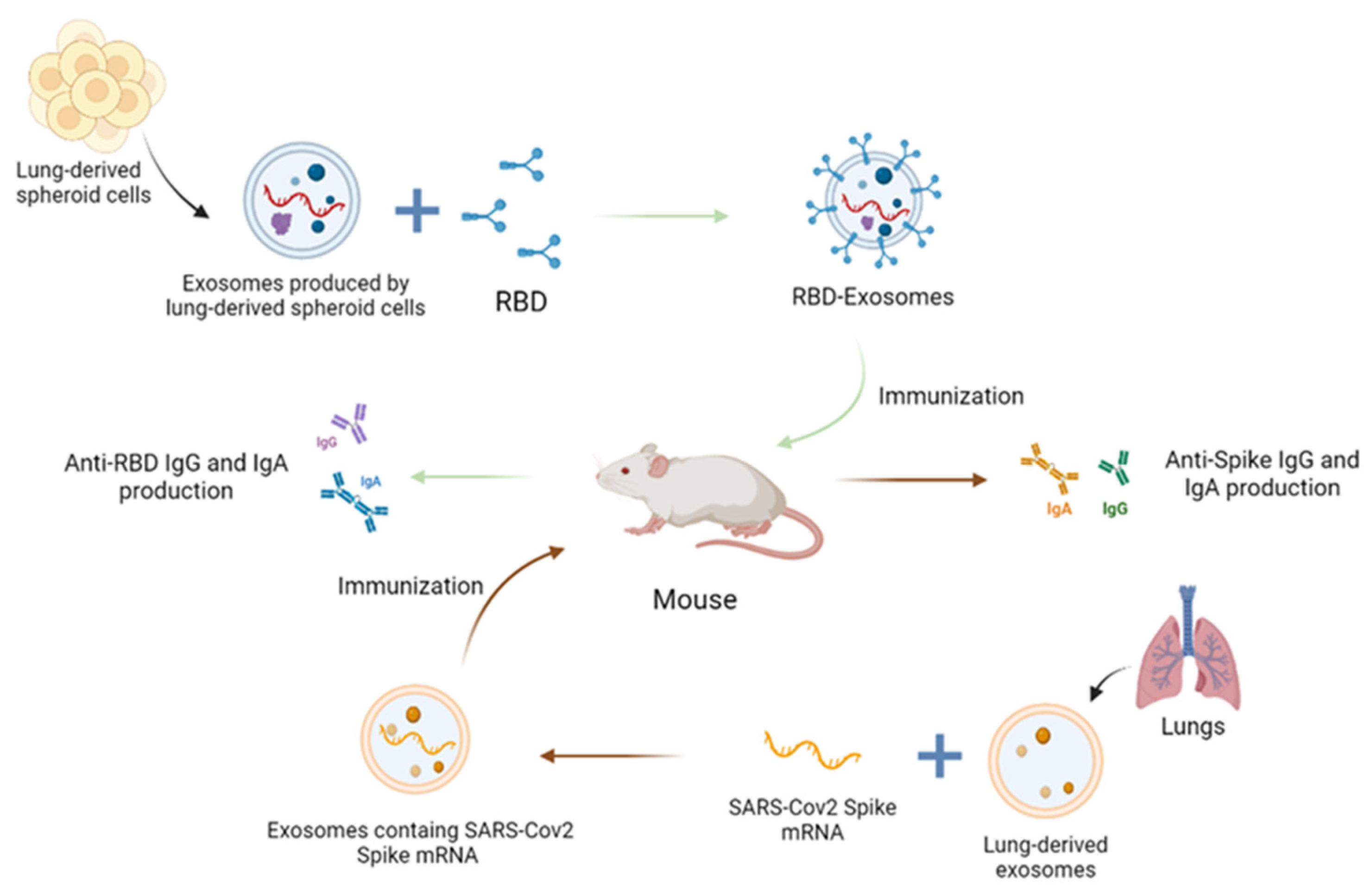 Vaccines 12 00280 g006