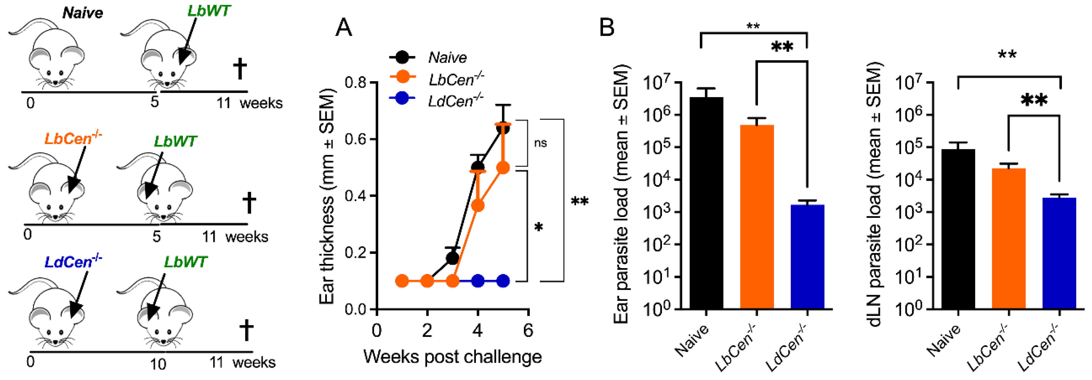 Vaccines 12 00310 g008