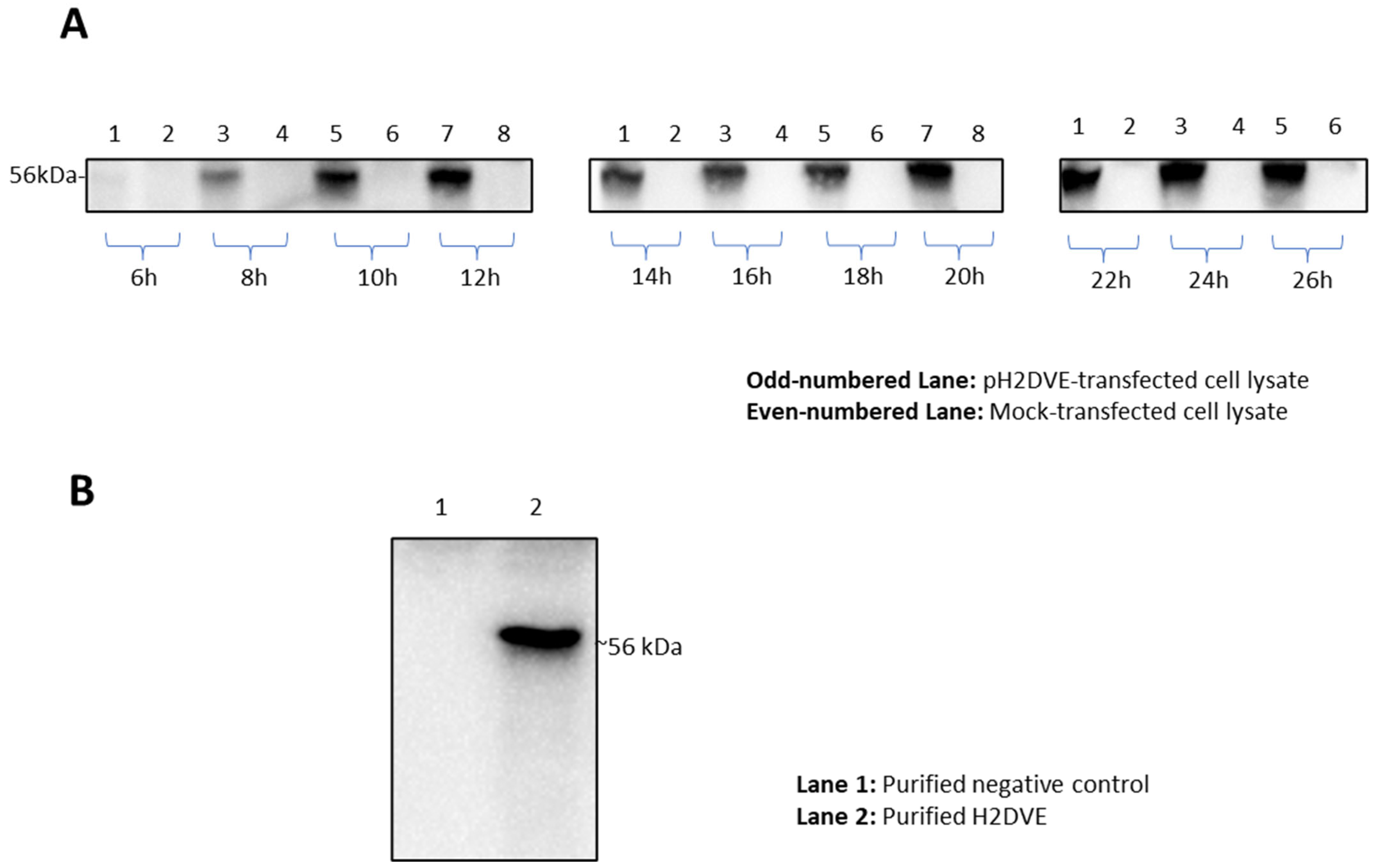 Vaccines 12 00316 g003 Vaccines 12 00316 g003
