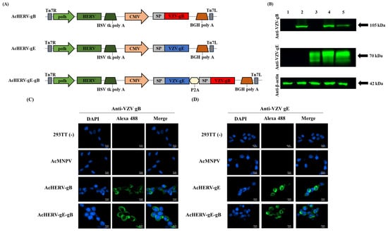 Vaccines 12 00333 g001