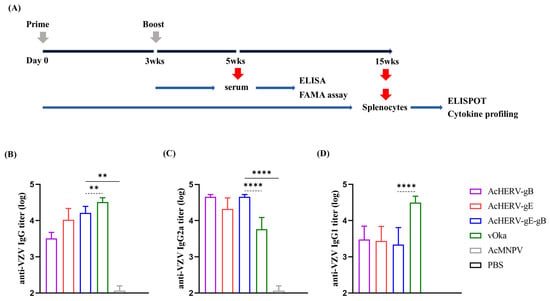 Vaccines 12 00333 g002