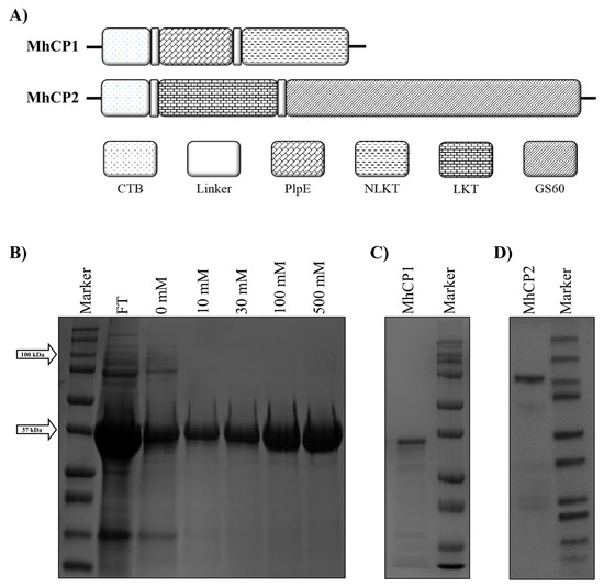 Vaccines 12 00375 g001