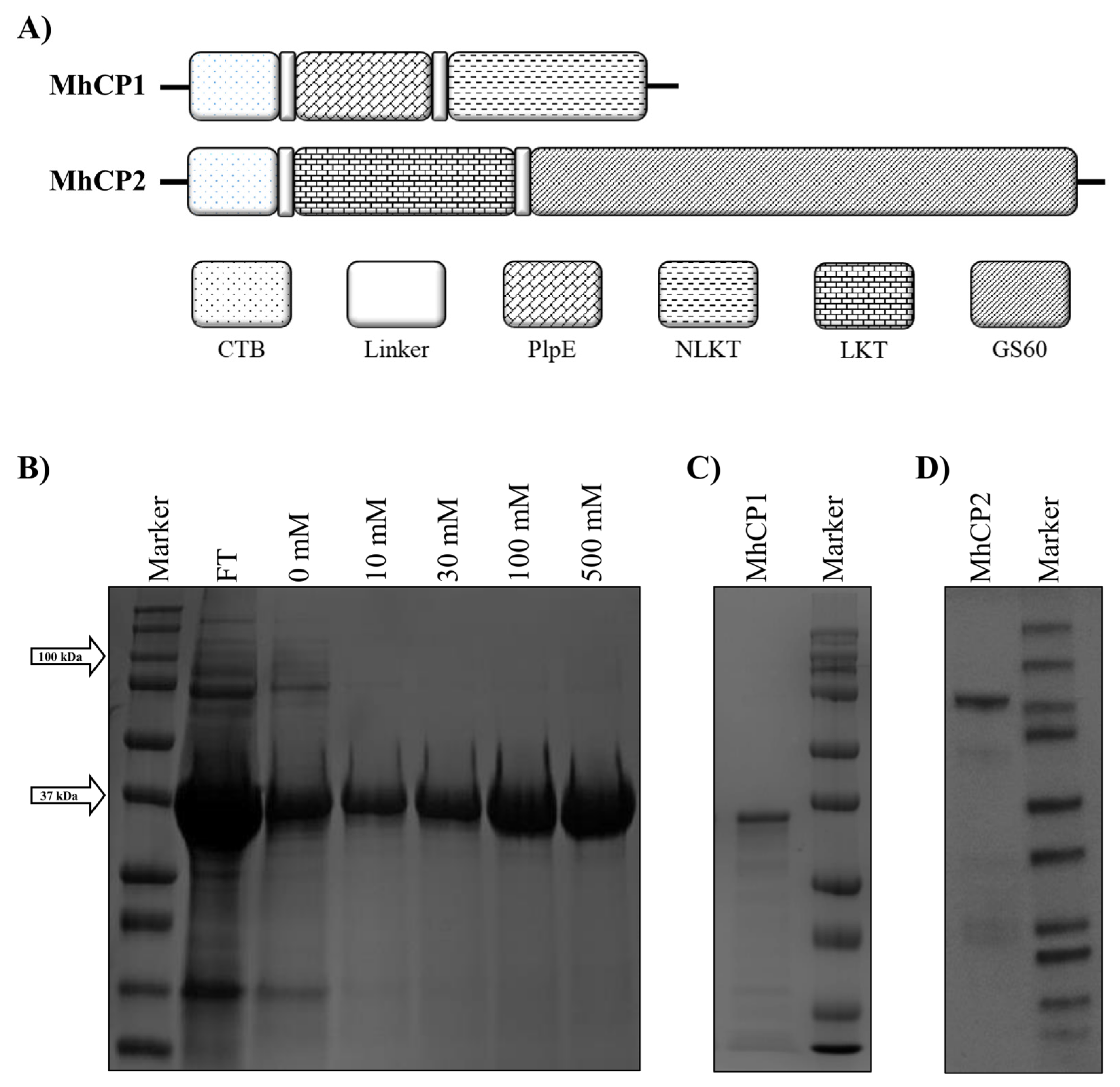 Vaccines 12 00375 g001