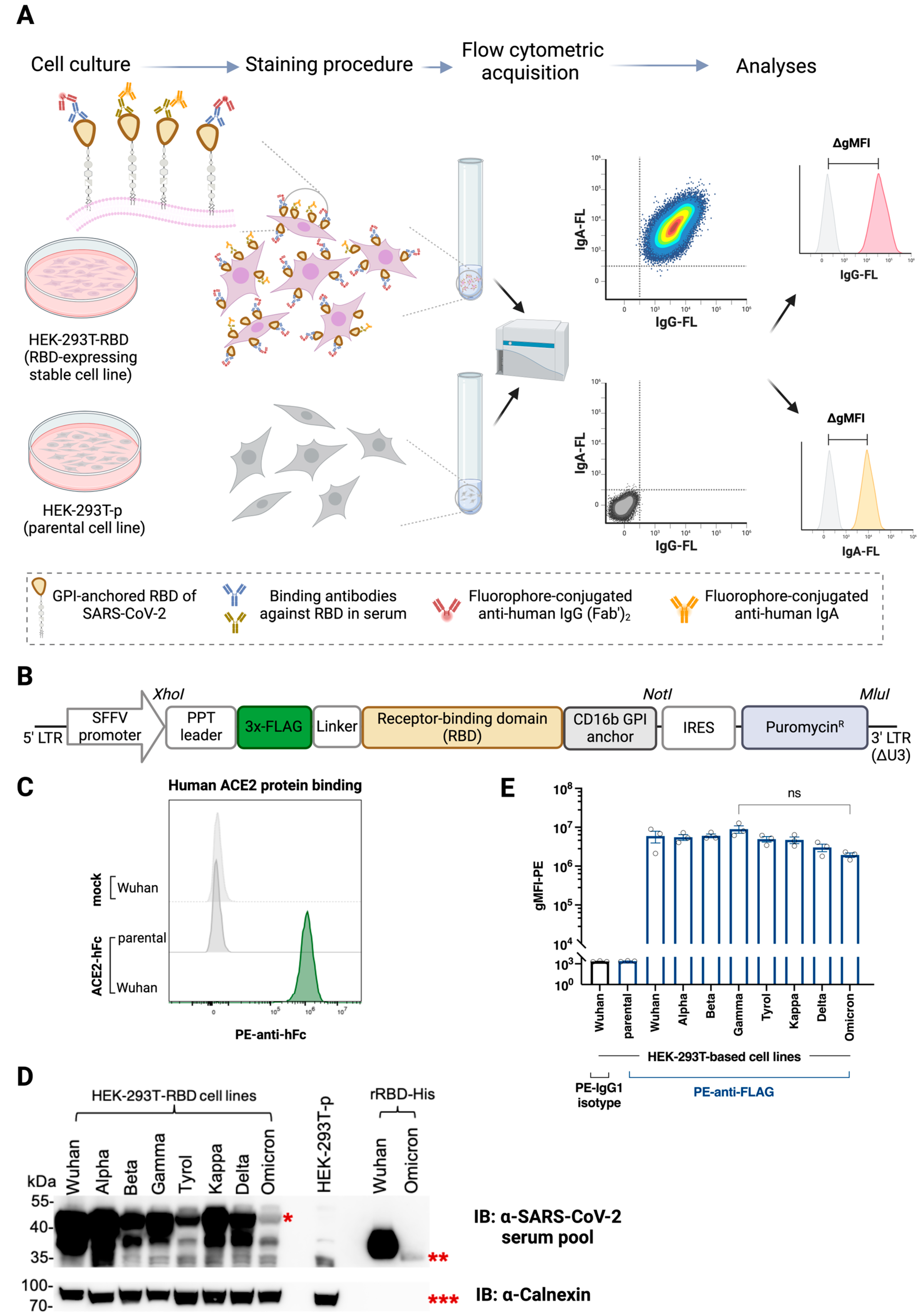 Vaccines 12 00377 g001