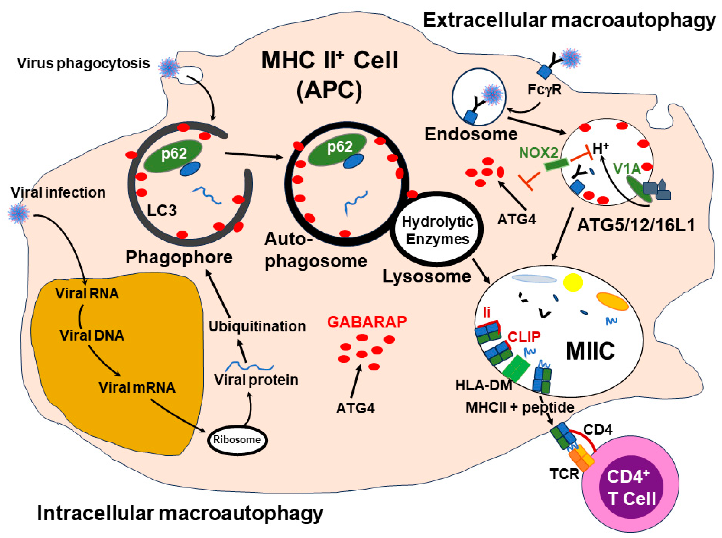 Vaccines 12 00389 g009