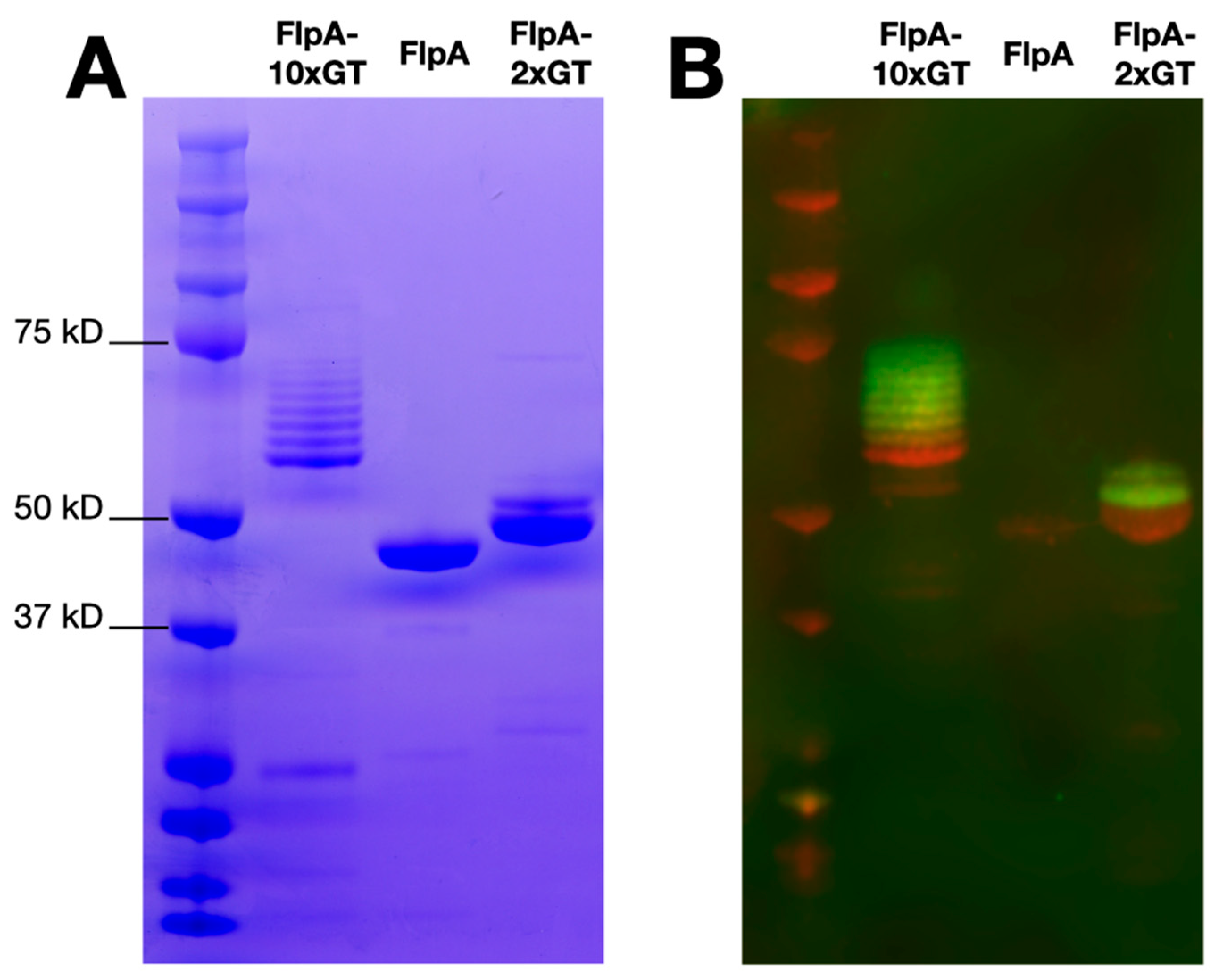 Vaccines 12 00395 g001
