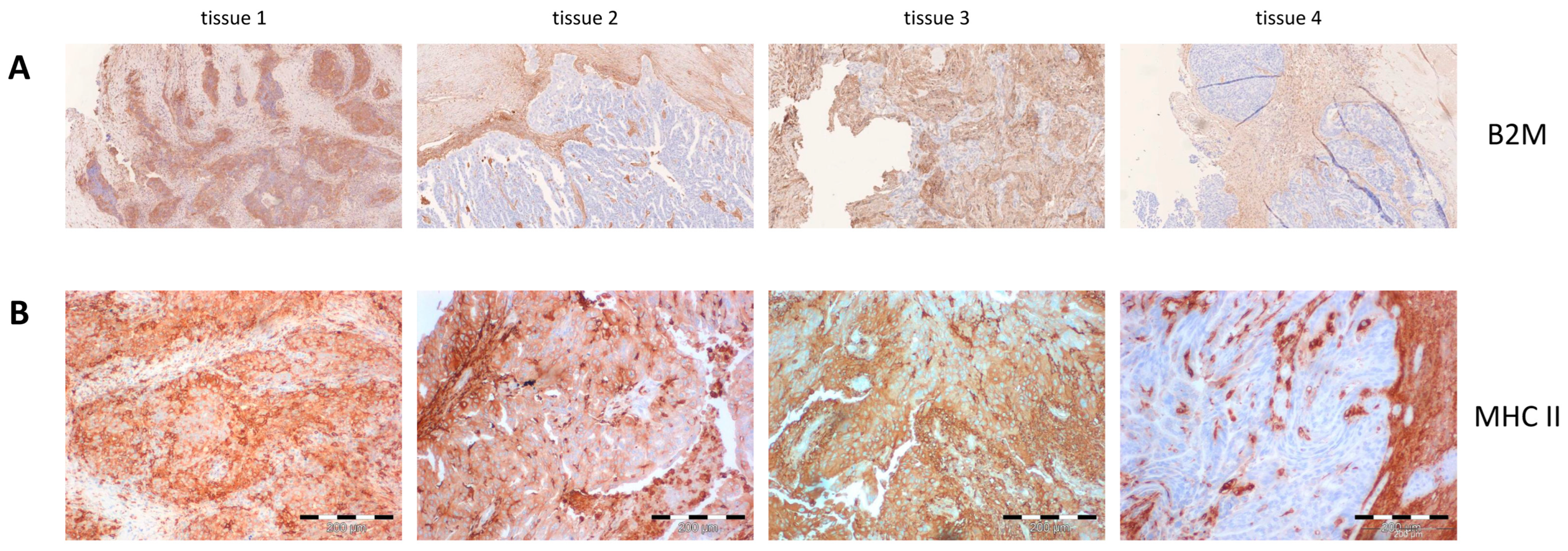 Vaccines 12 00397 g003