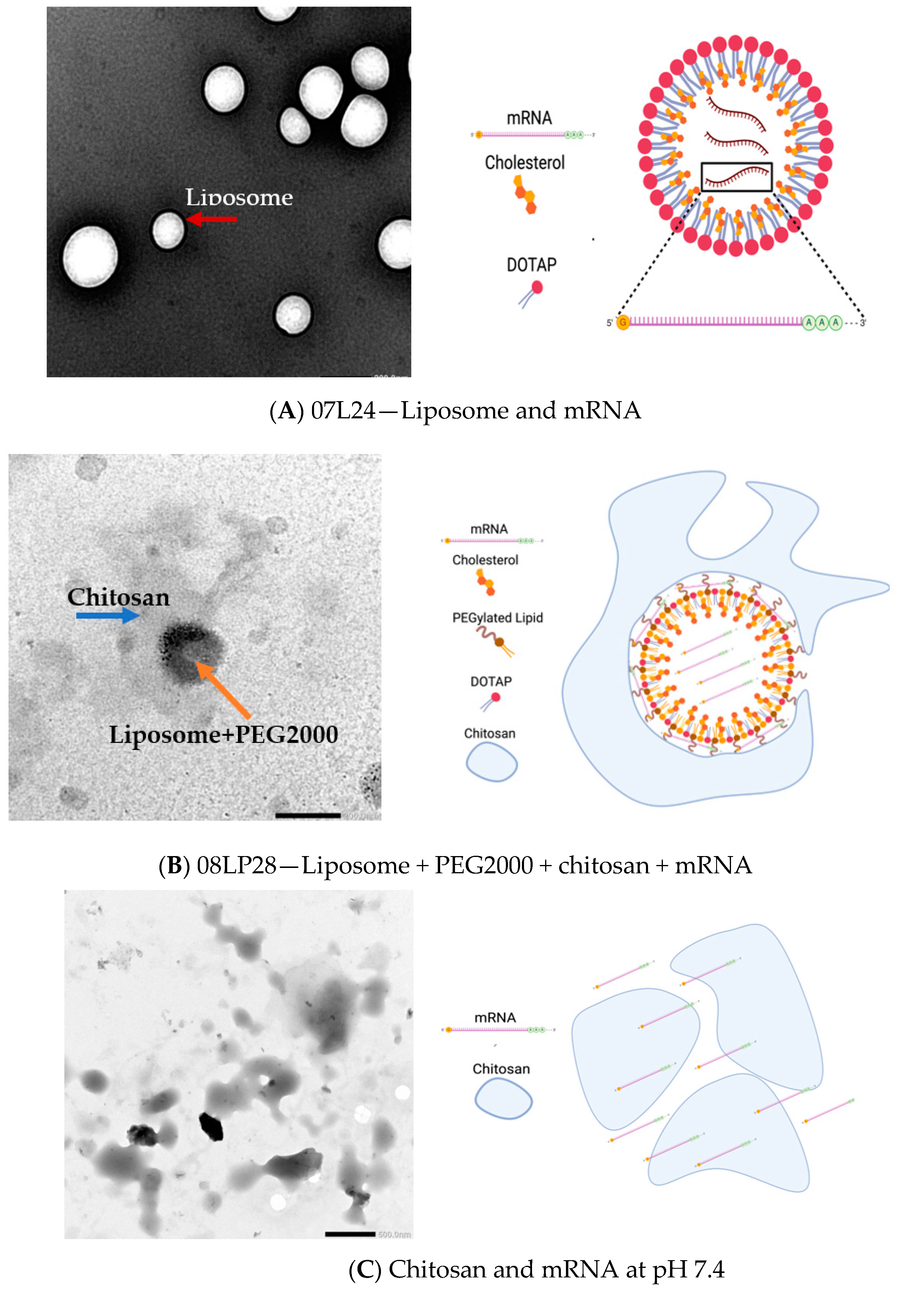 Vaccines 12 00409 g007
