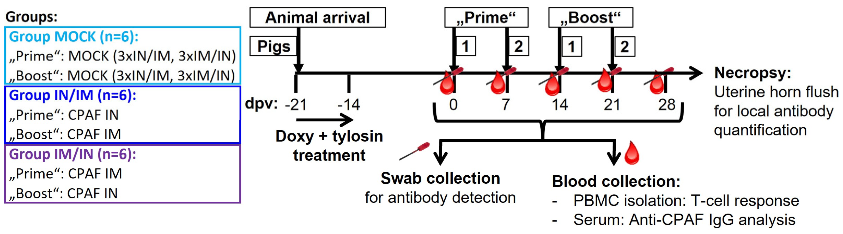 Vaccines 12 00423 g001