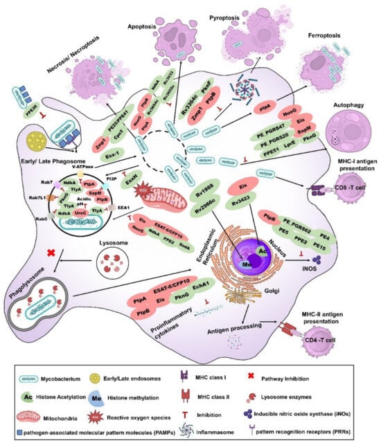 Vaccines 12 00530 g001