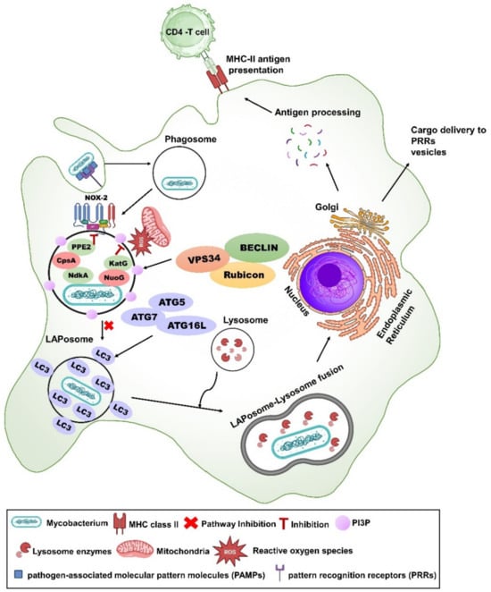 Vaccines 12 00530 g002
