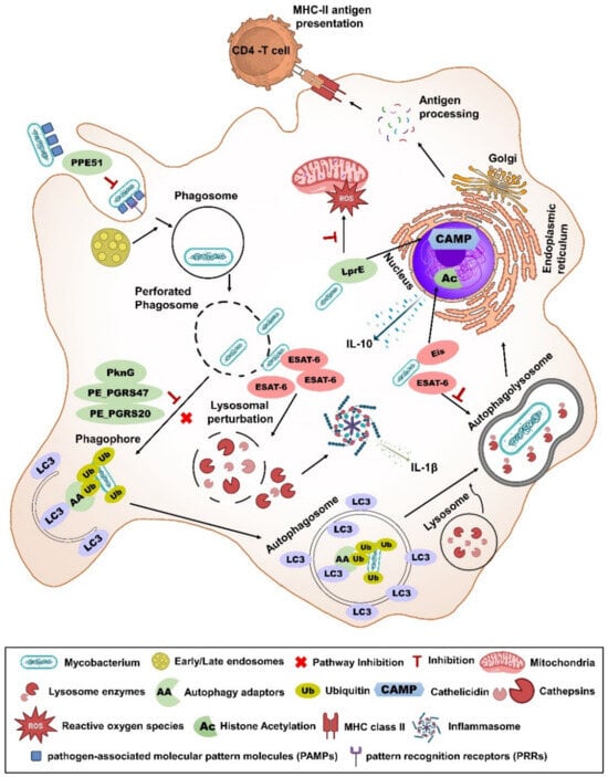 Vaccines 12 00530 g003