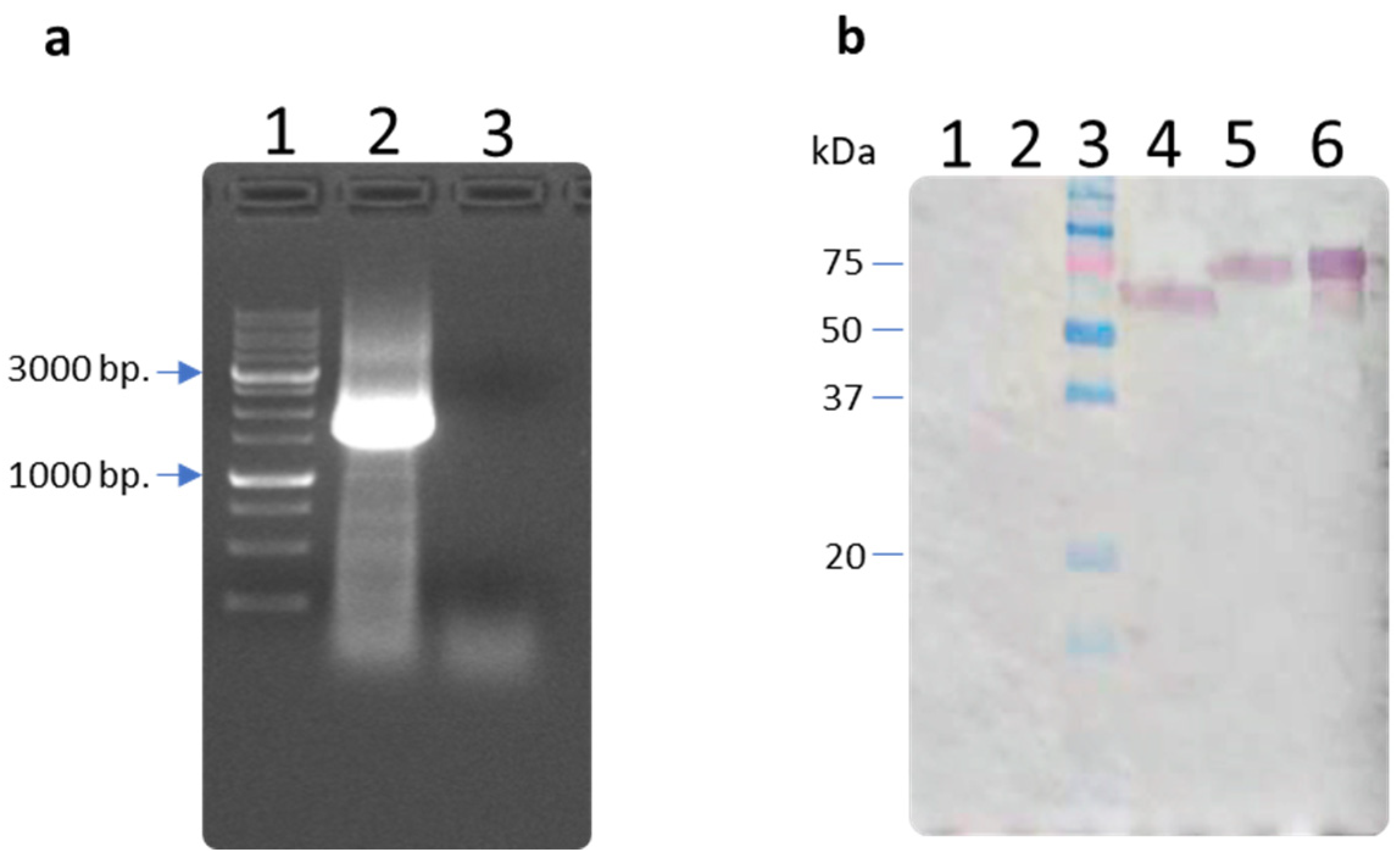 Vaccines 12 00538 g002