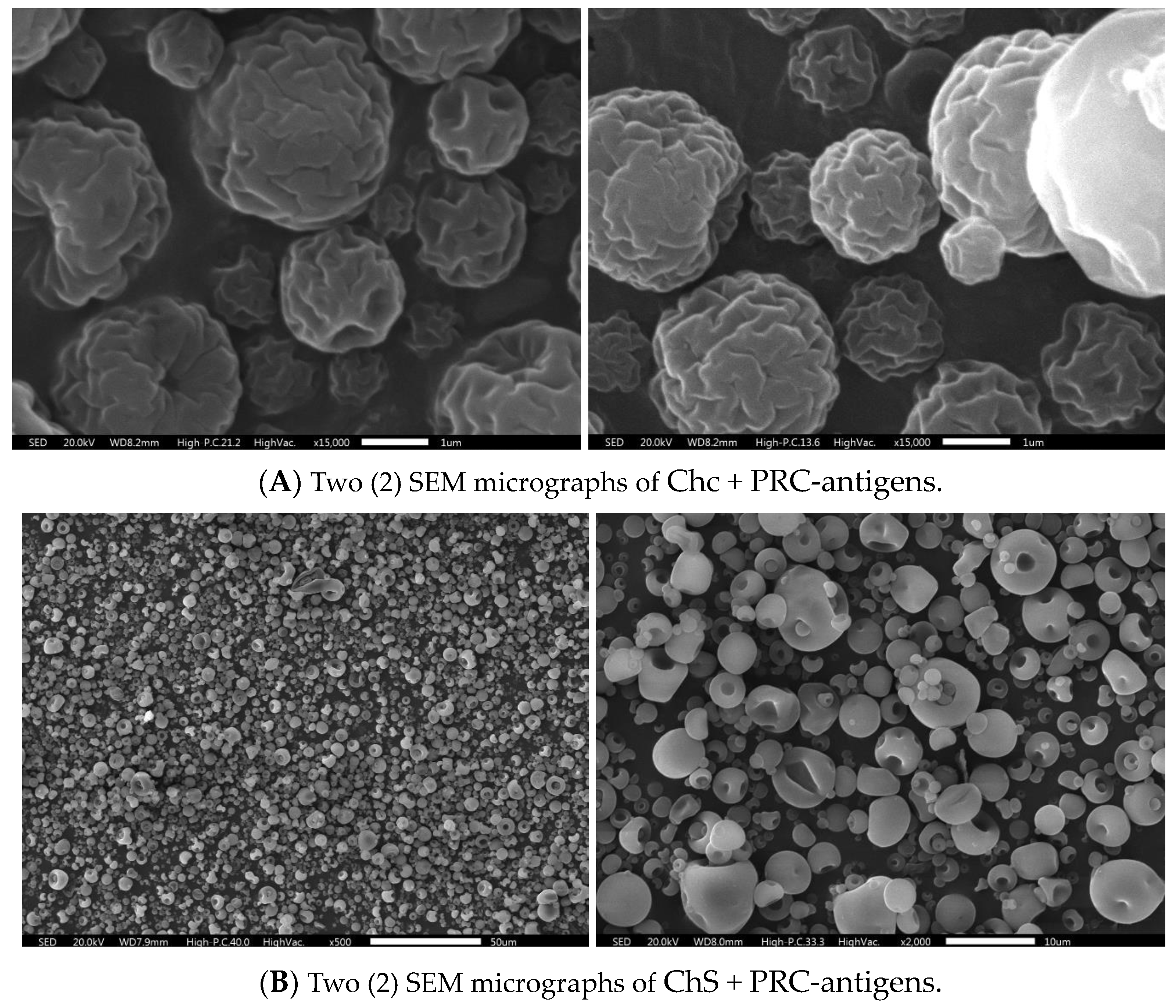 Vaccines 12 00550 g001