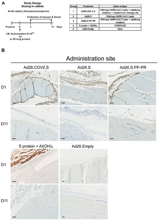 Vaccines 12 00559 g001a