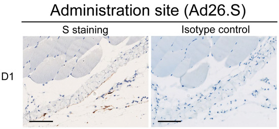 Vaccines 12 00559 g0a2