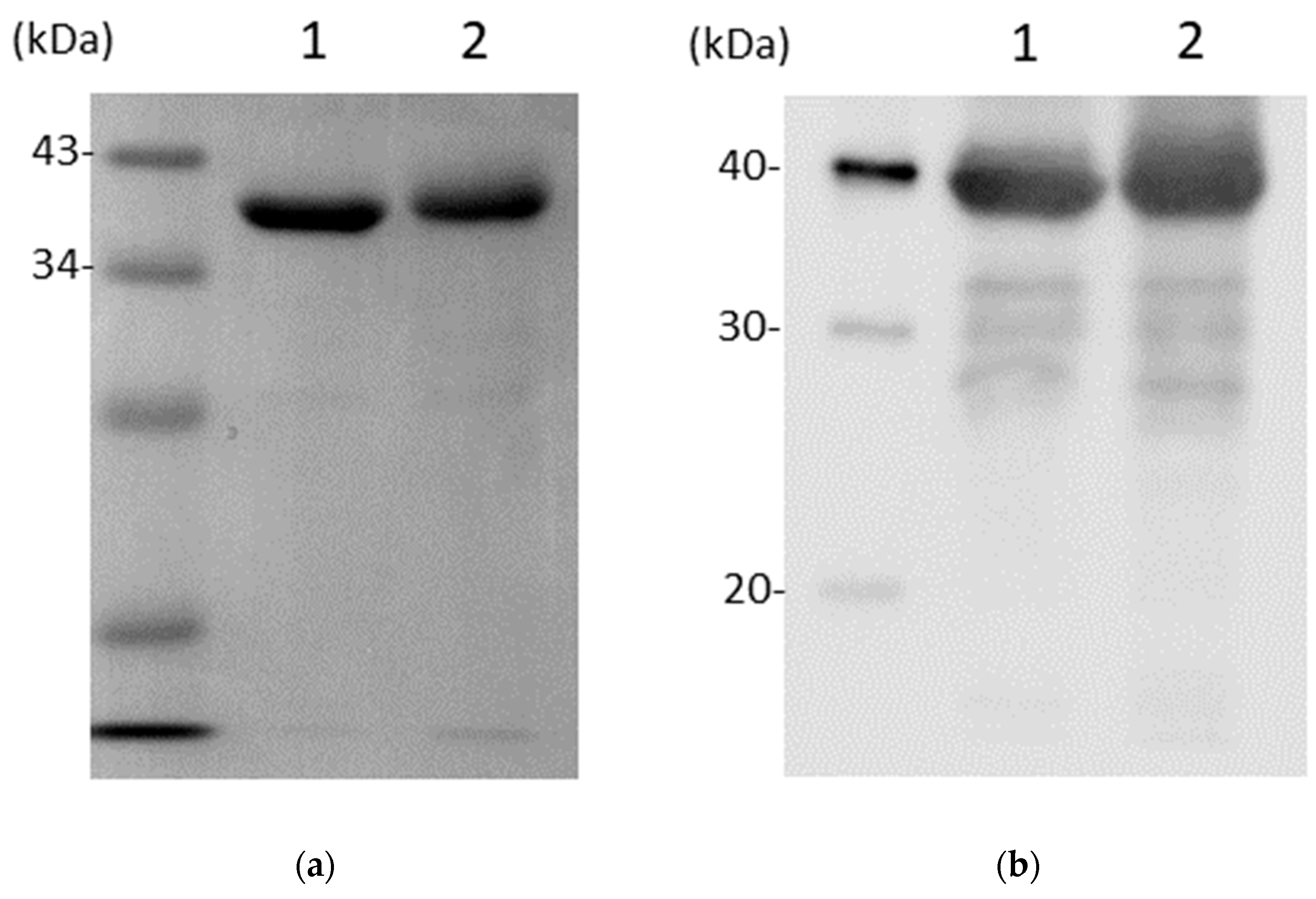 Vaccines 12 00572 g002