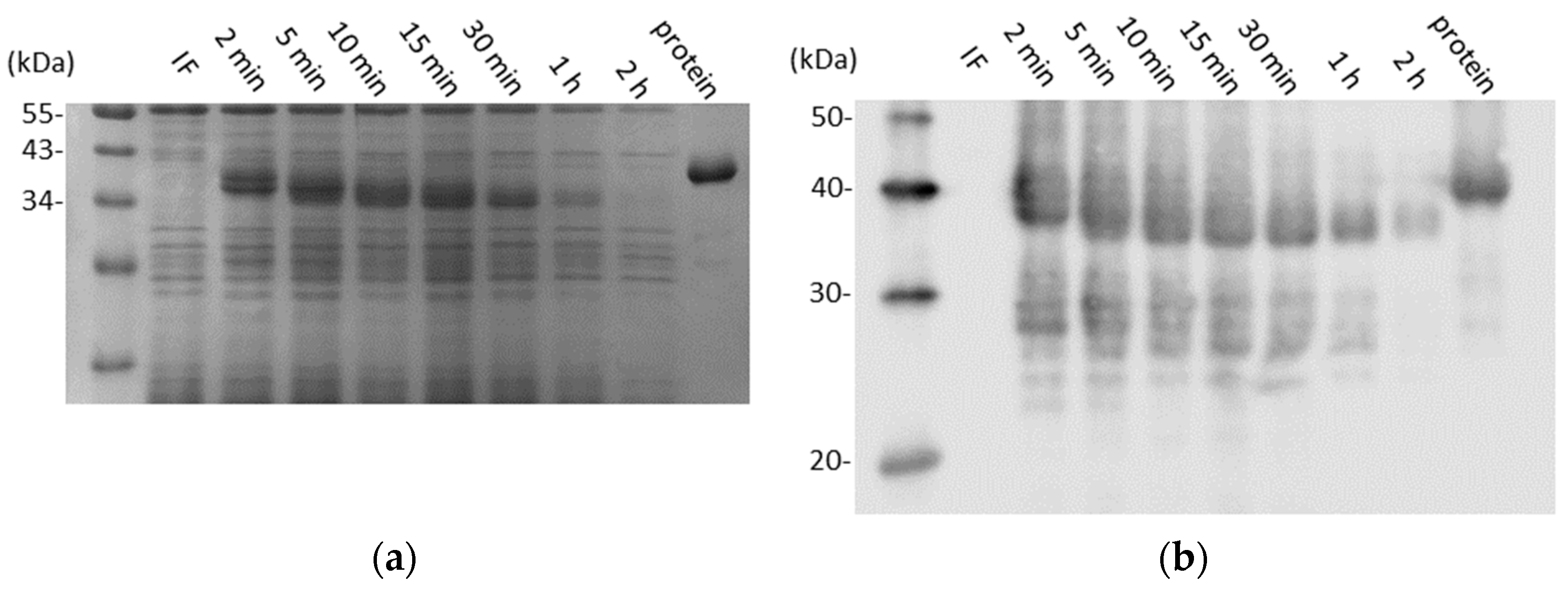 Vaccines 12 00572 g003
