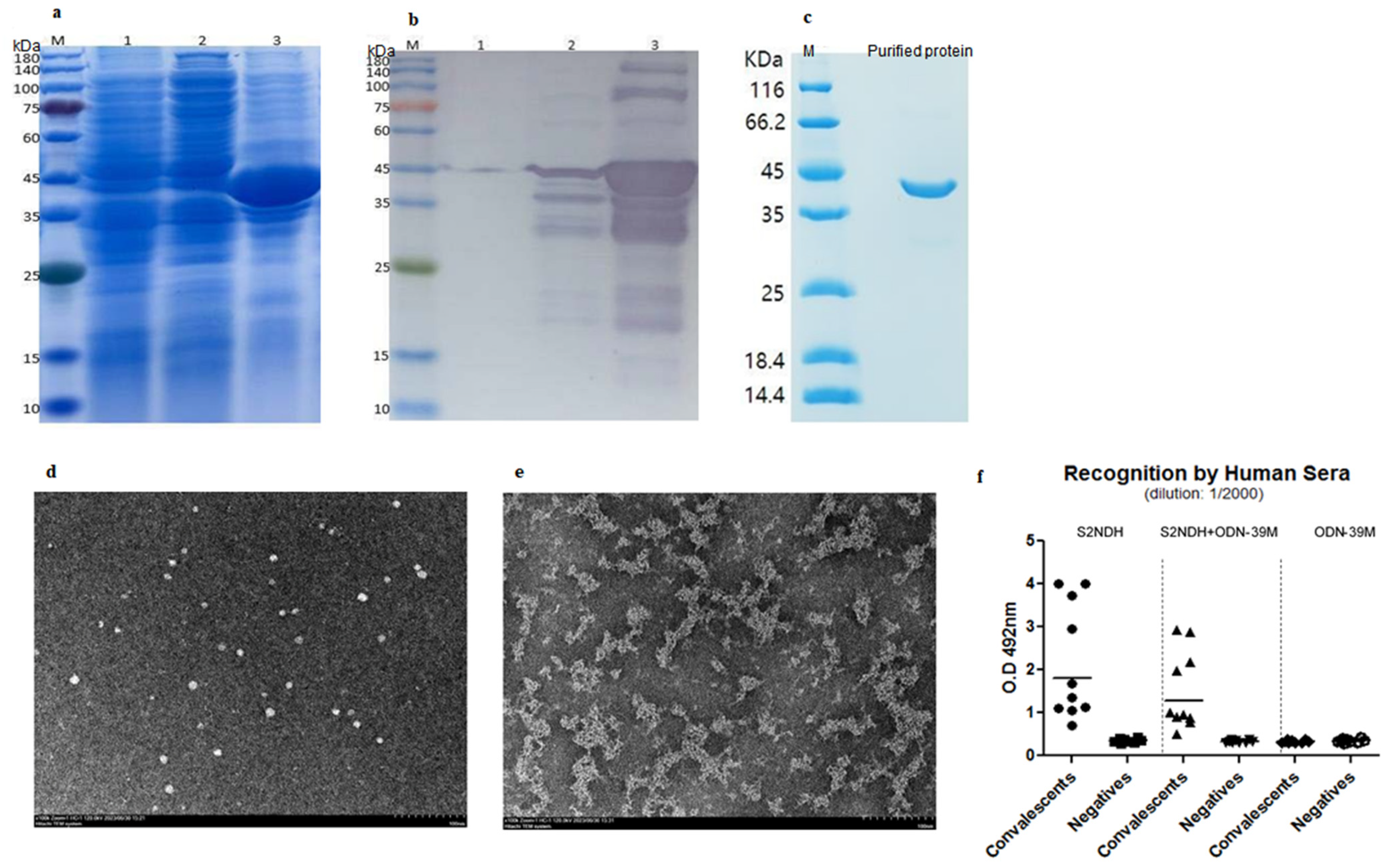 Vaccines 12 00588 g001