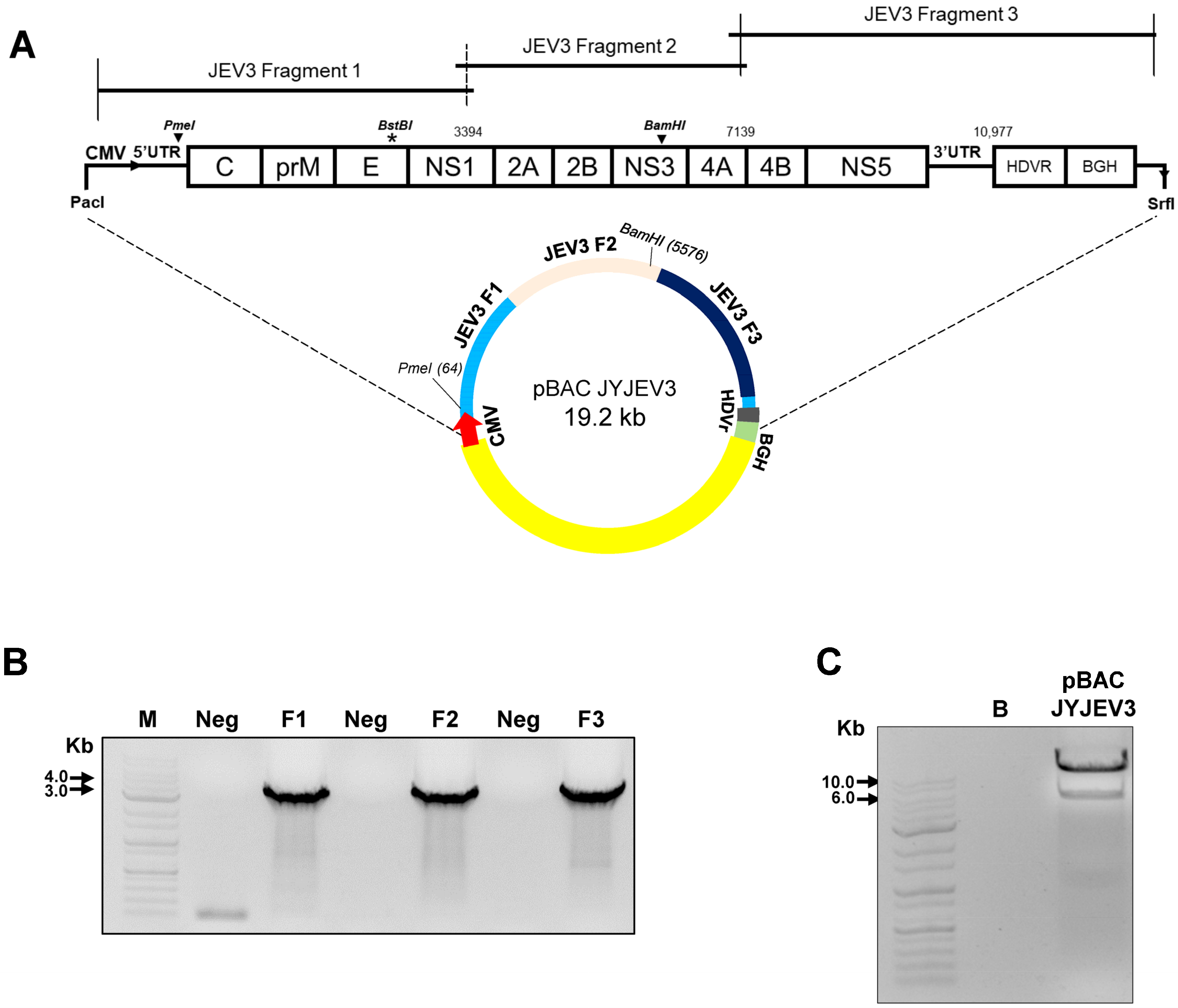 Vaccines 12 00597 g001