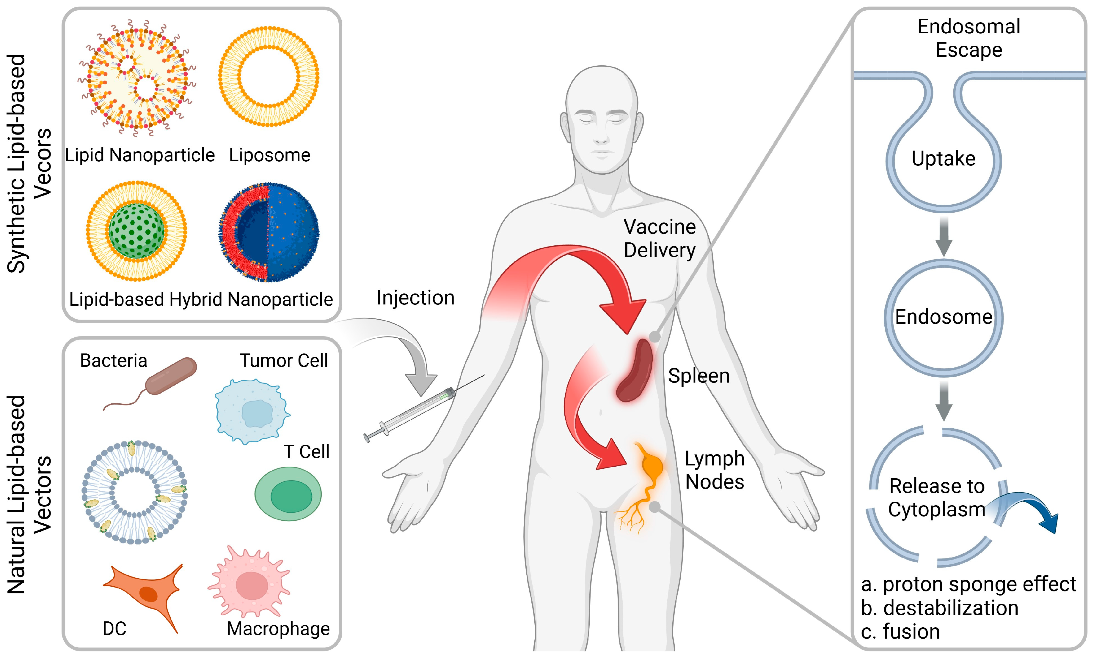 Vaccines 12 00603 g001