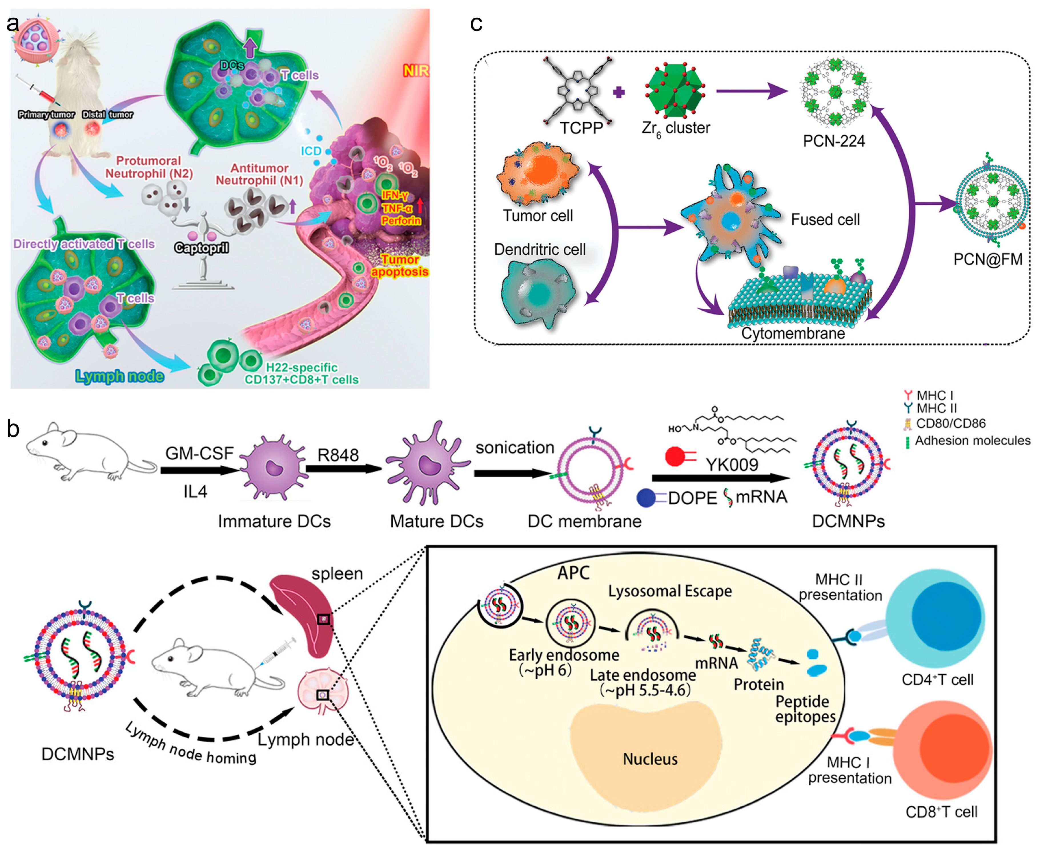 Vaccines 12 00603 g004