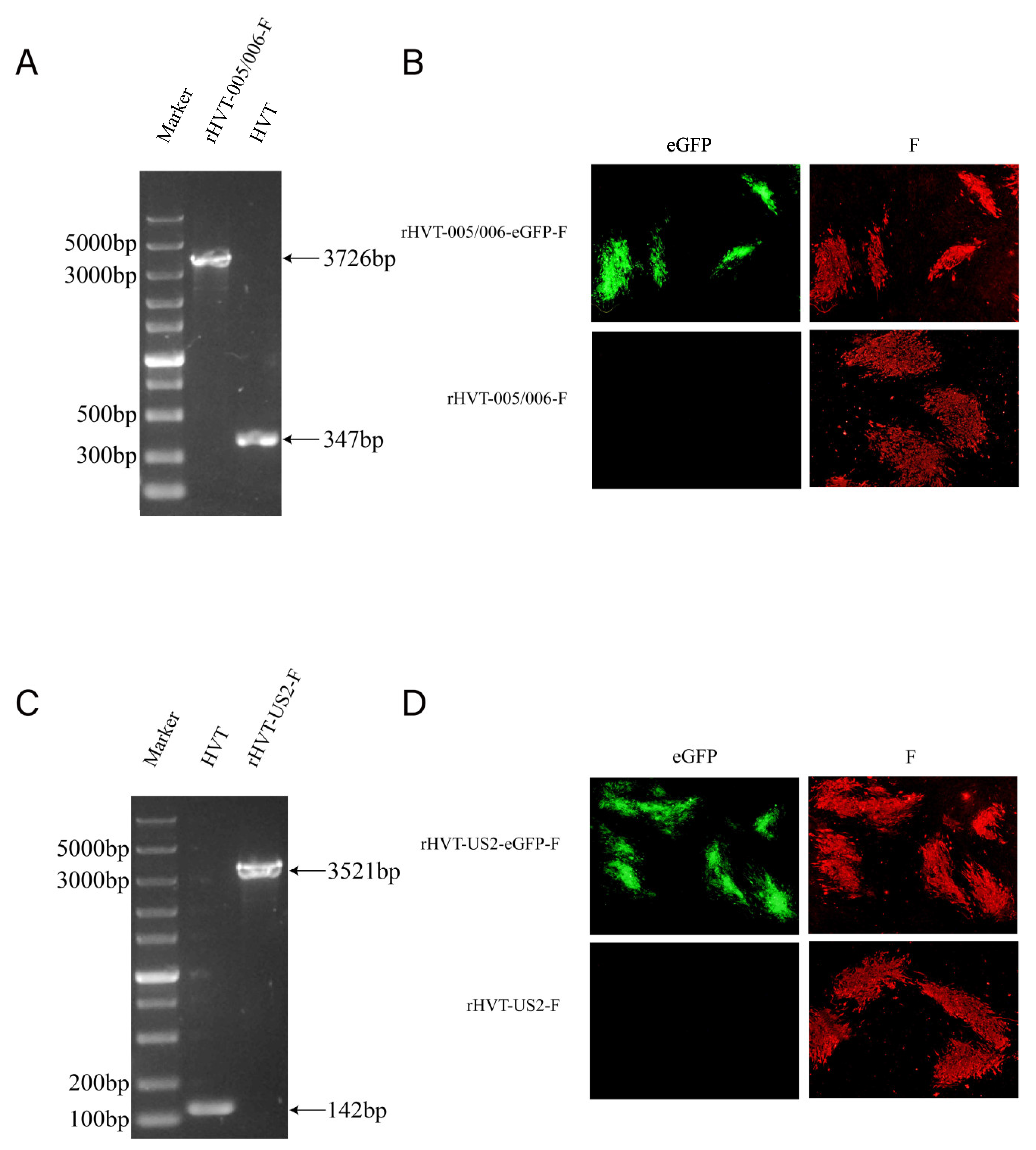Vaccines 12 00604 g001