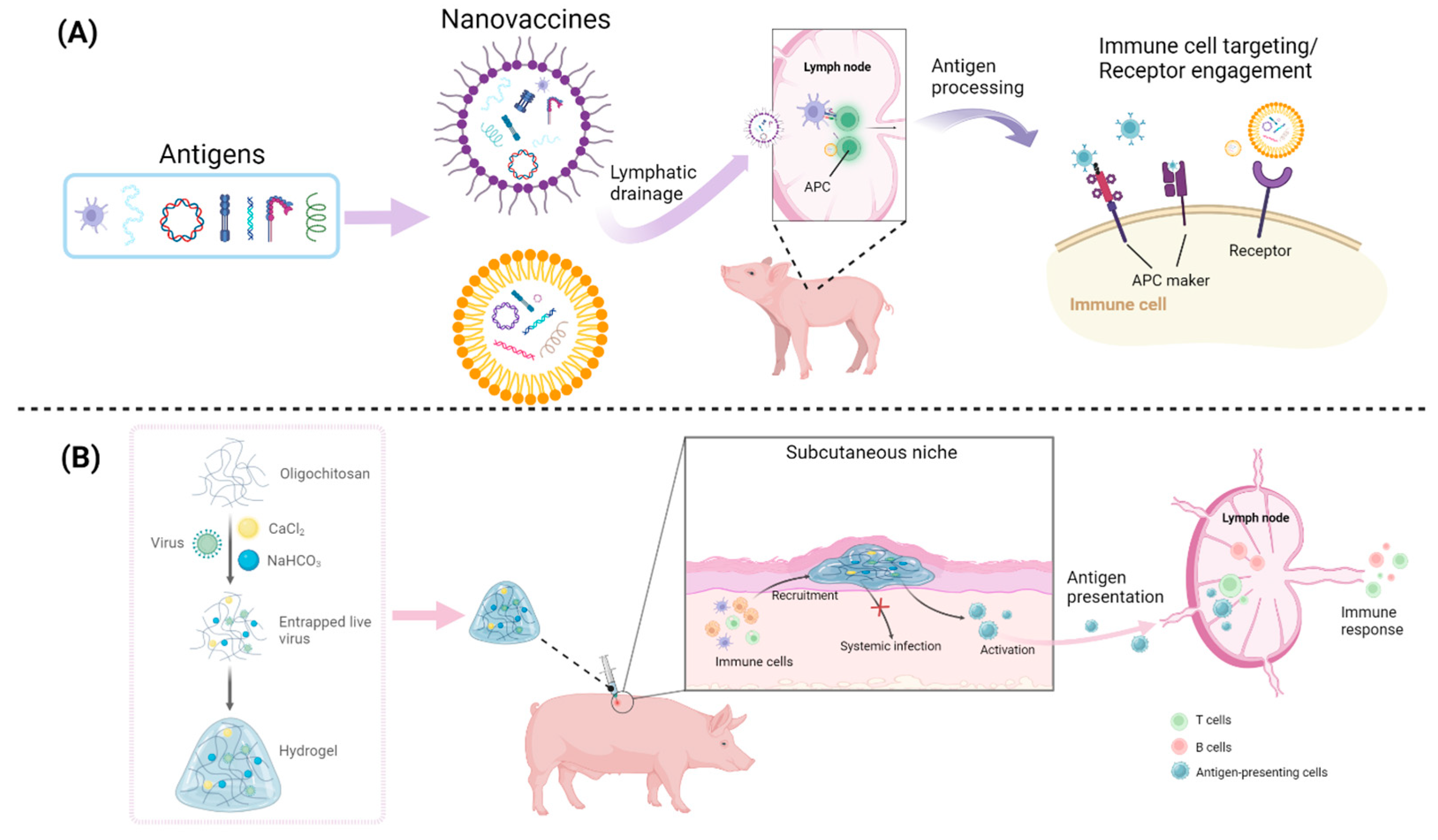 Vaccines 12 00606 g001