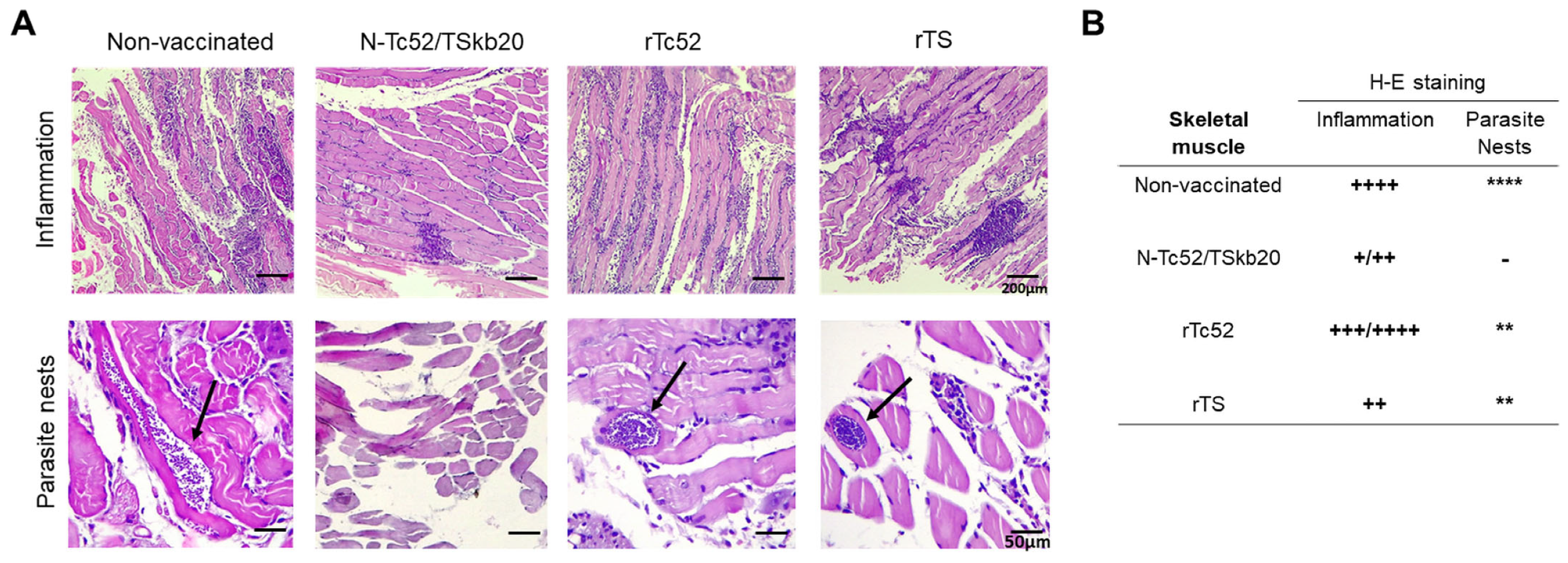 Vaccines 12 00621 g005 Vaccines 12 00621 g005