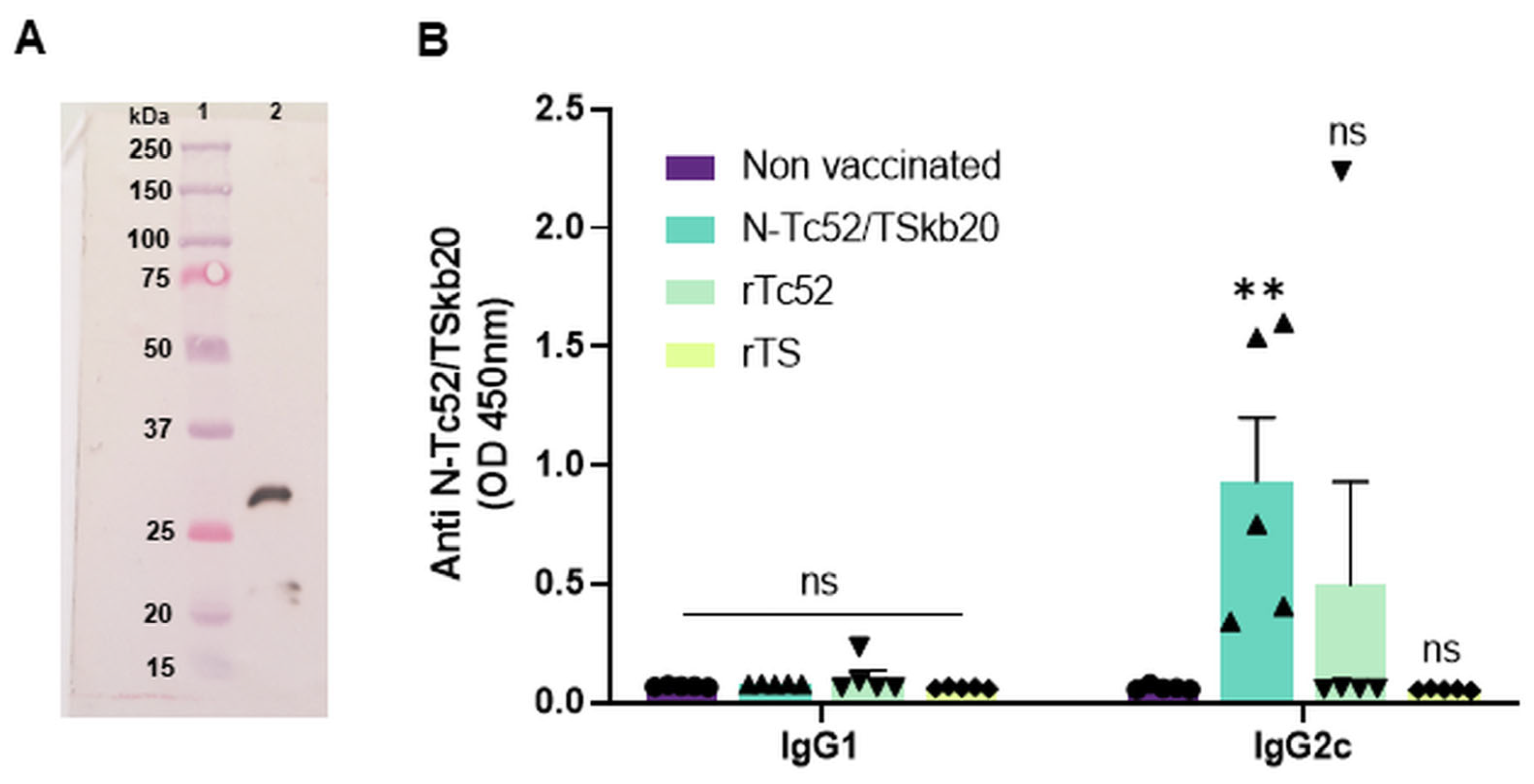 Vaccines 12 00621 g006 Vaccines 12 00621 g006