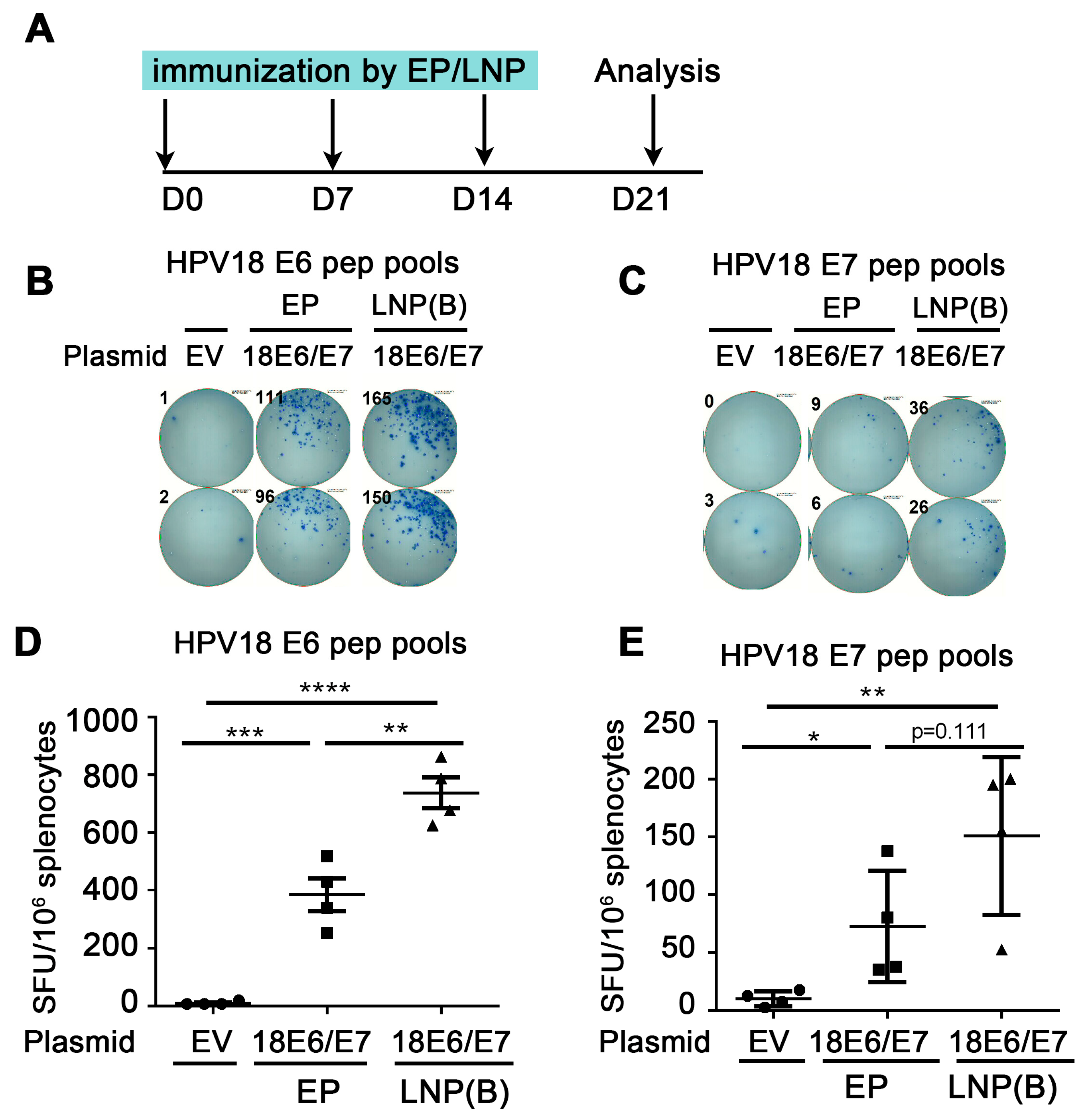 Vaccines 12 00666 g002