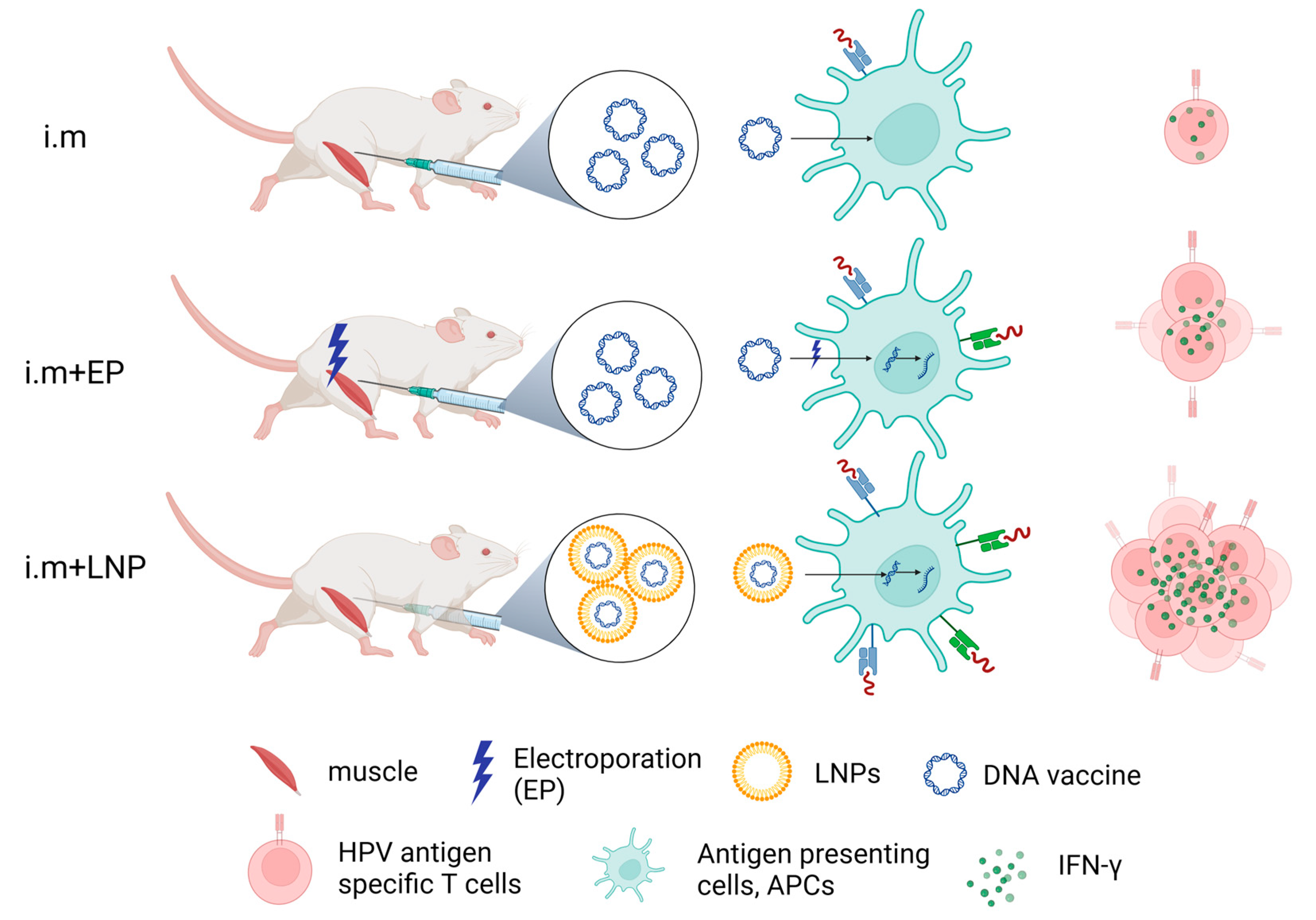 Vaccines 12 00666 g004