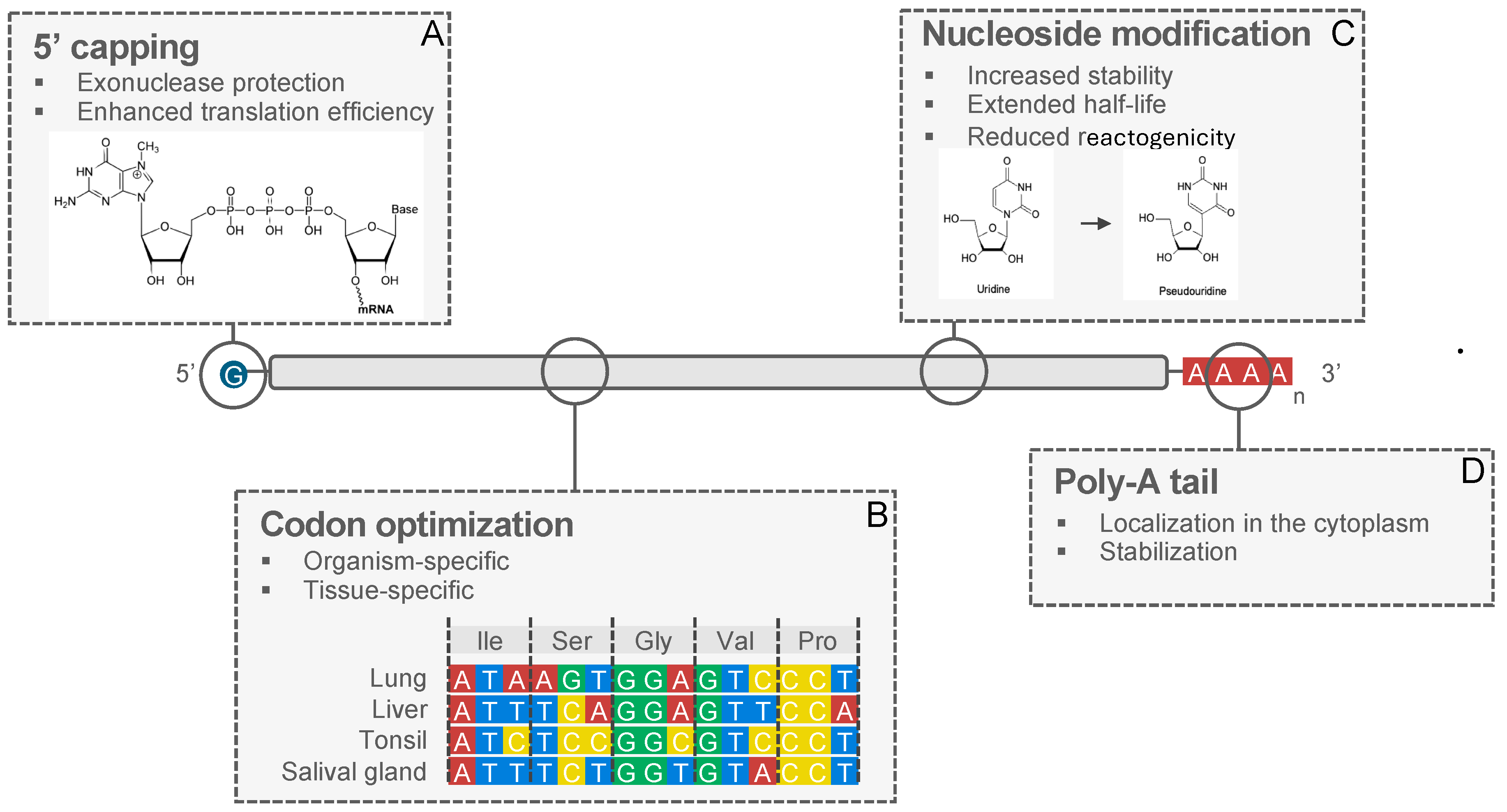 Vaccines 12 00670 g002