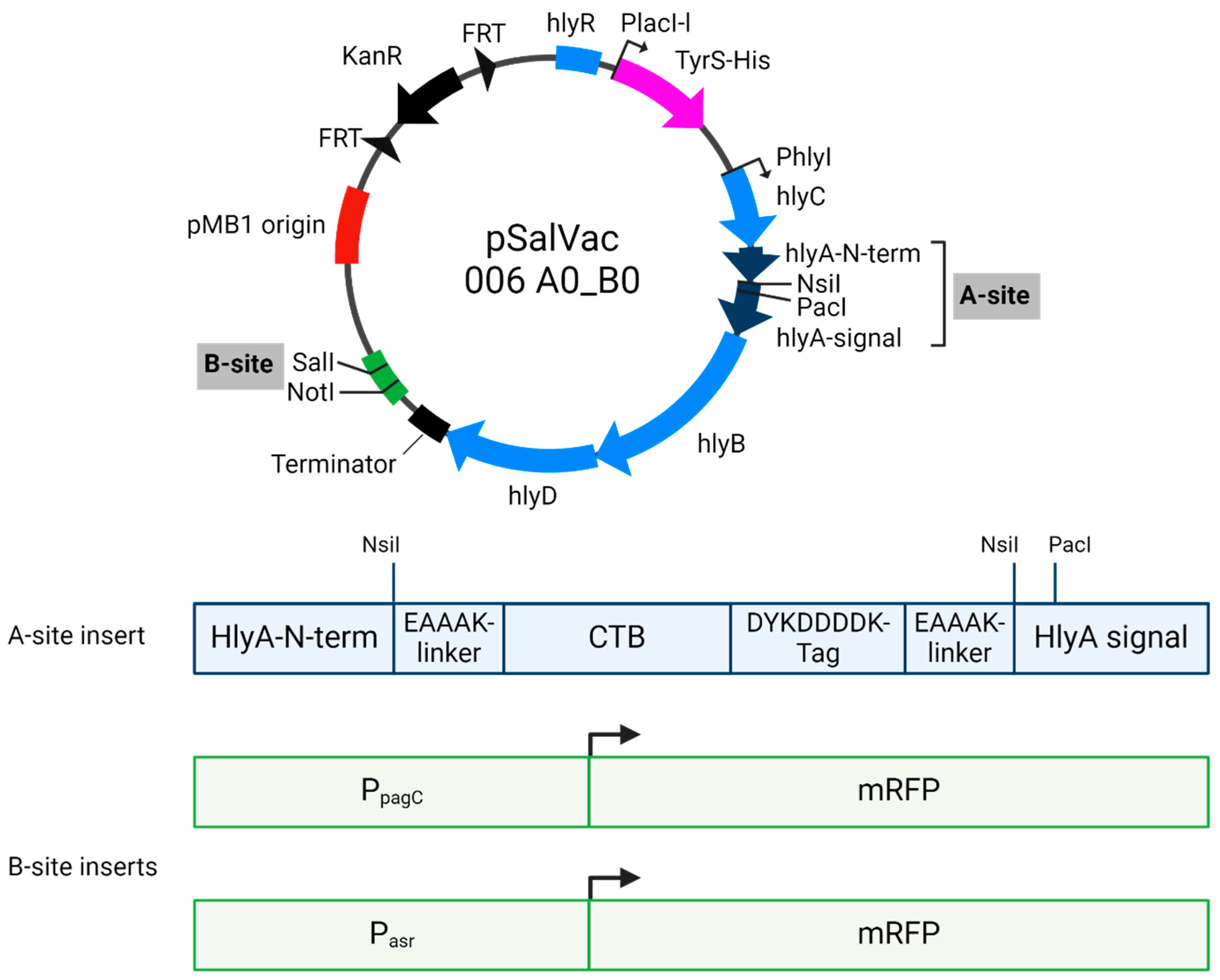 Vaccines 12 00687 g001