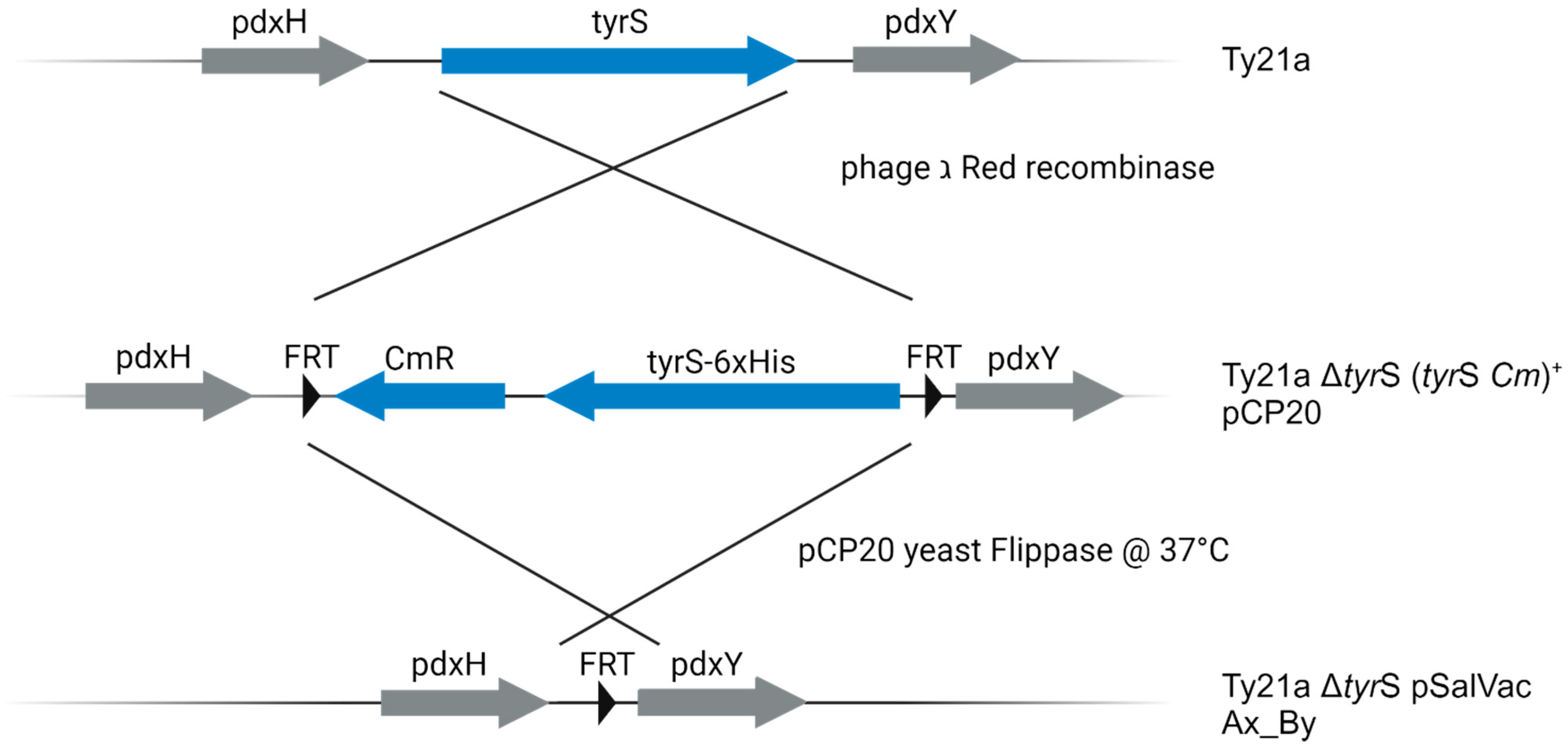 Vaccines 12 00687 g002