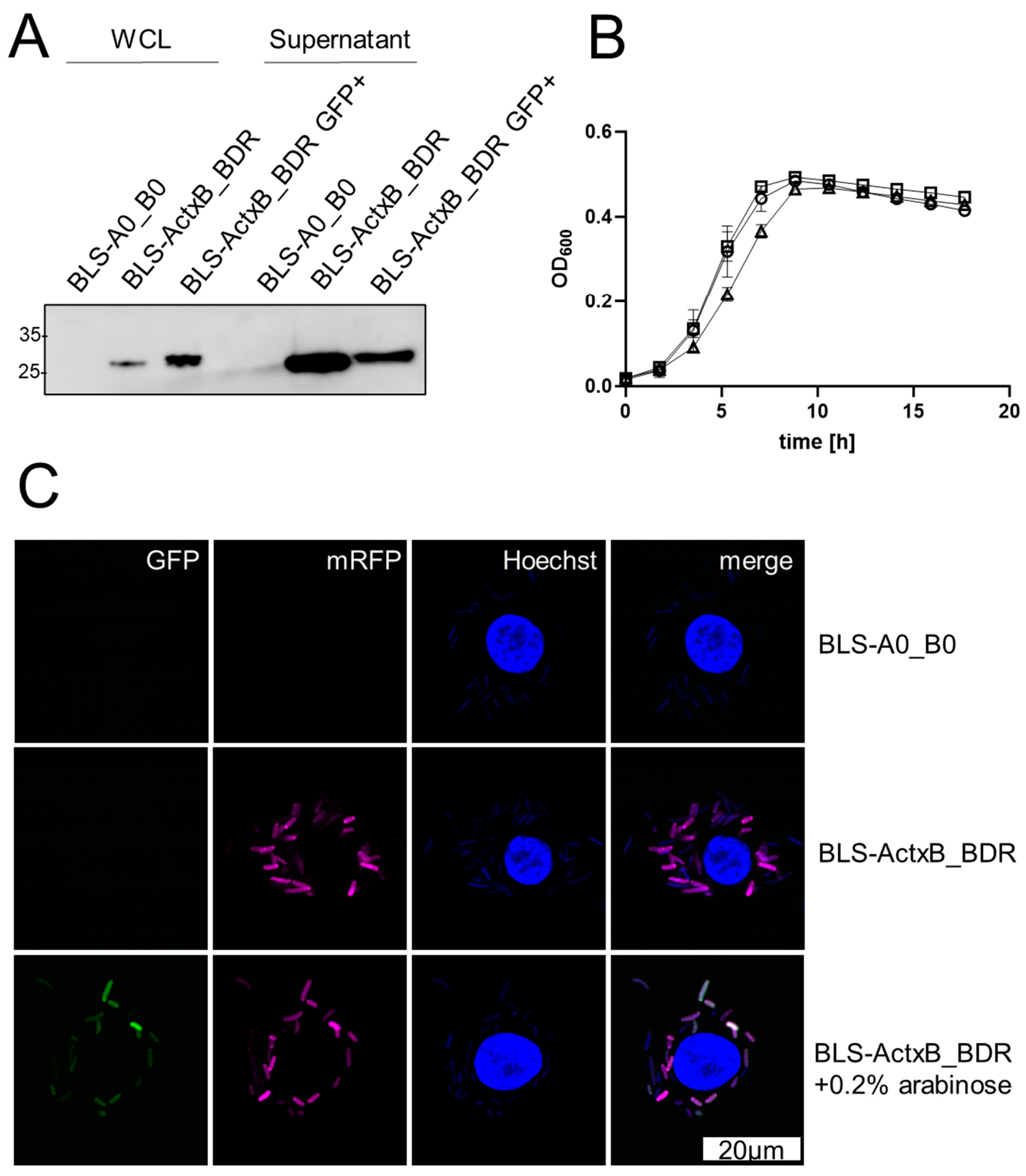 Vaccines 12 00687 g006