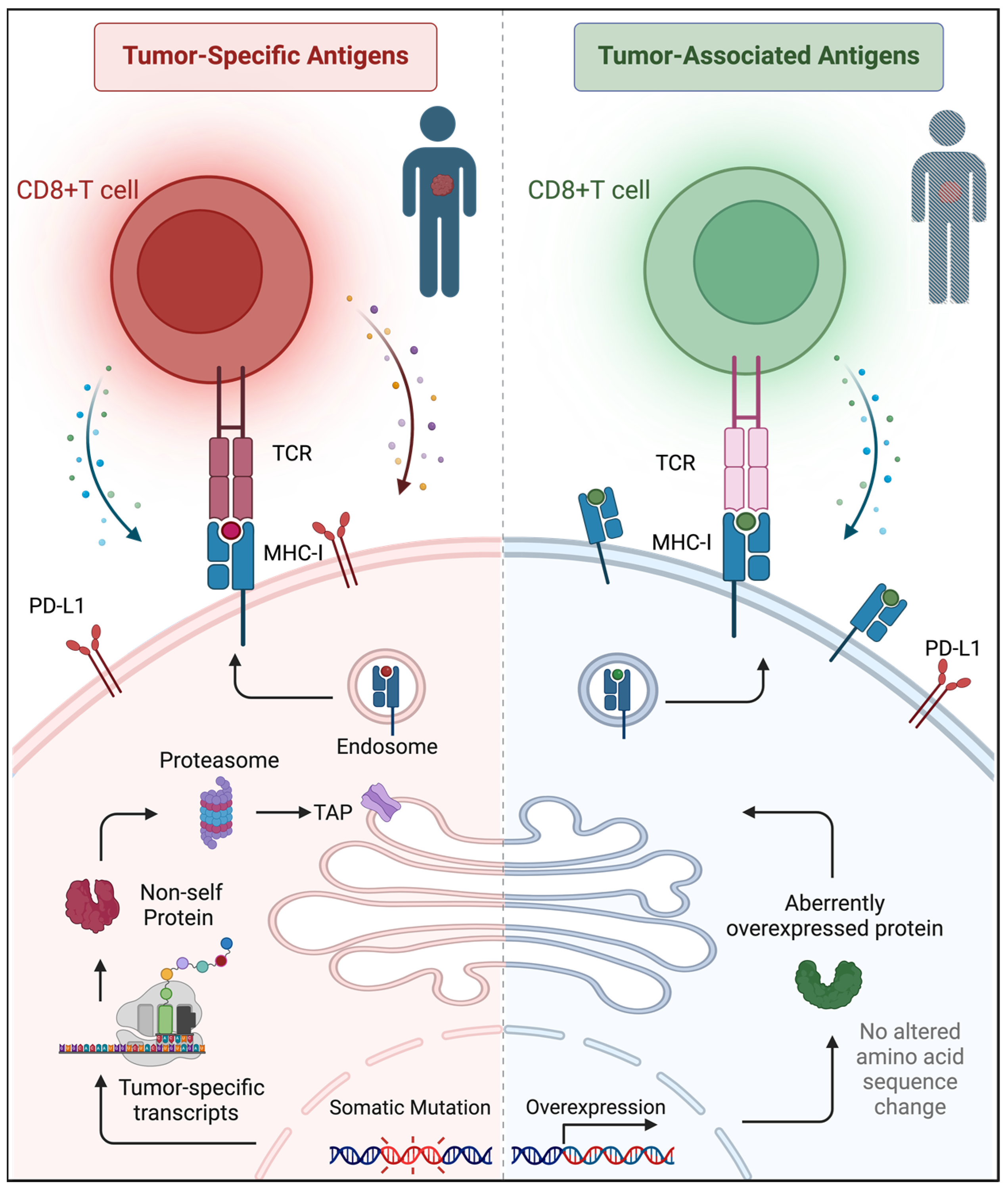 Vaccines 12 00717 g003