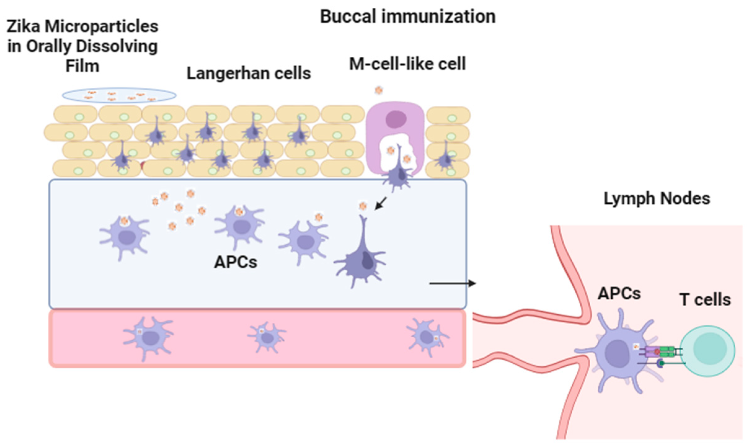Vaccines 12 00720 g001