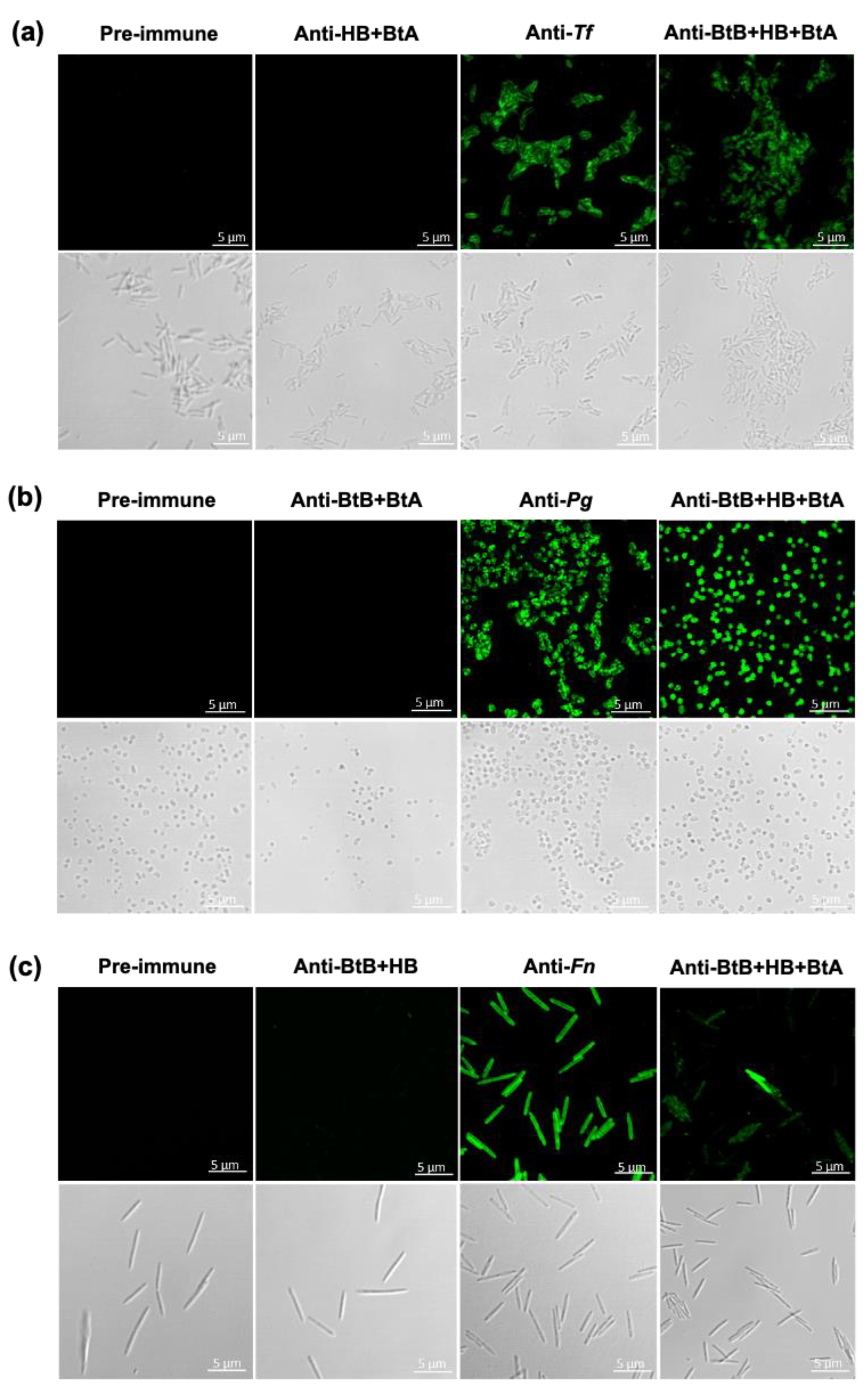 Vaccines 12 00754 g003