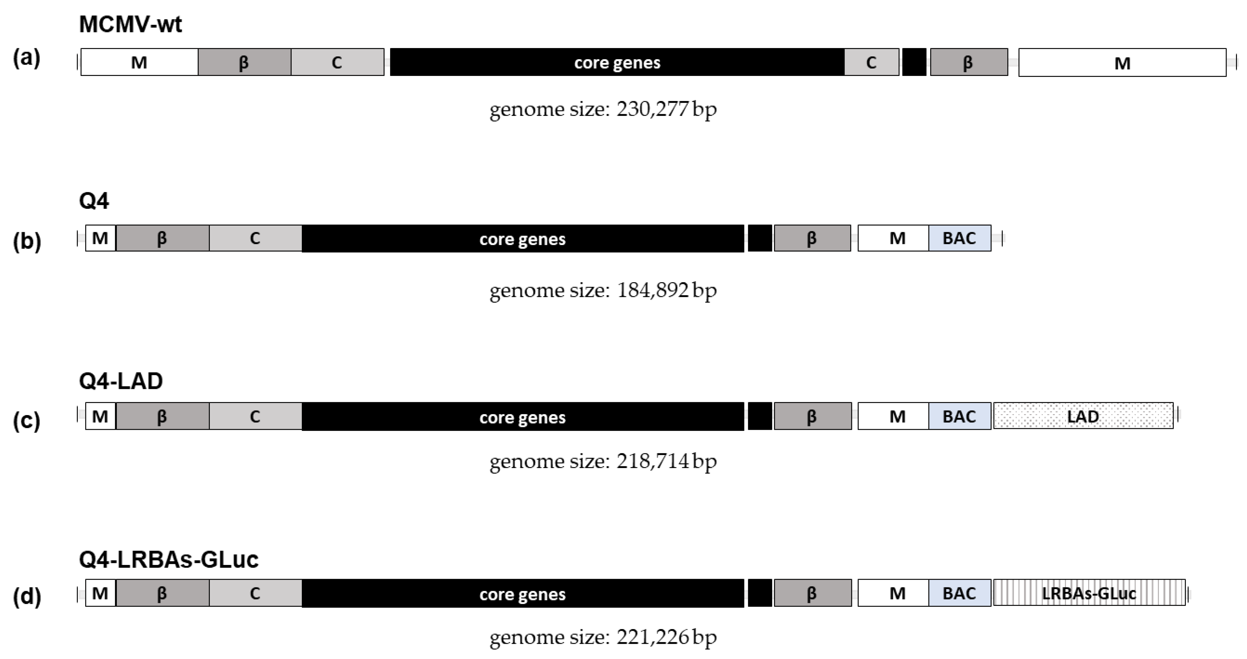 Vaccines 12 00791 g002