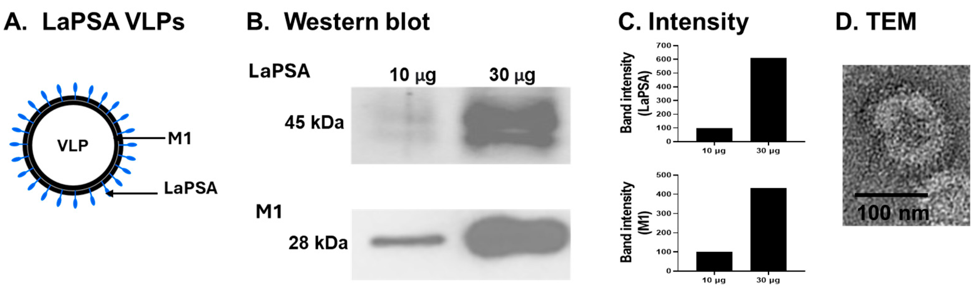 Vaccines 12 00793 g002 Vaccines 12 00793 g002