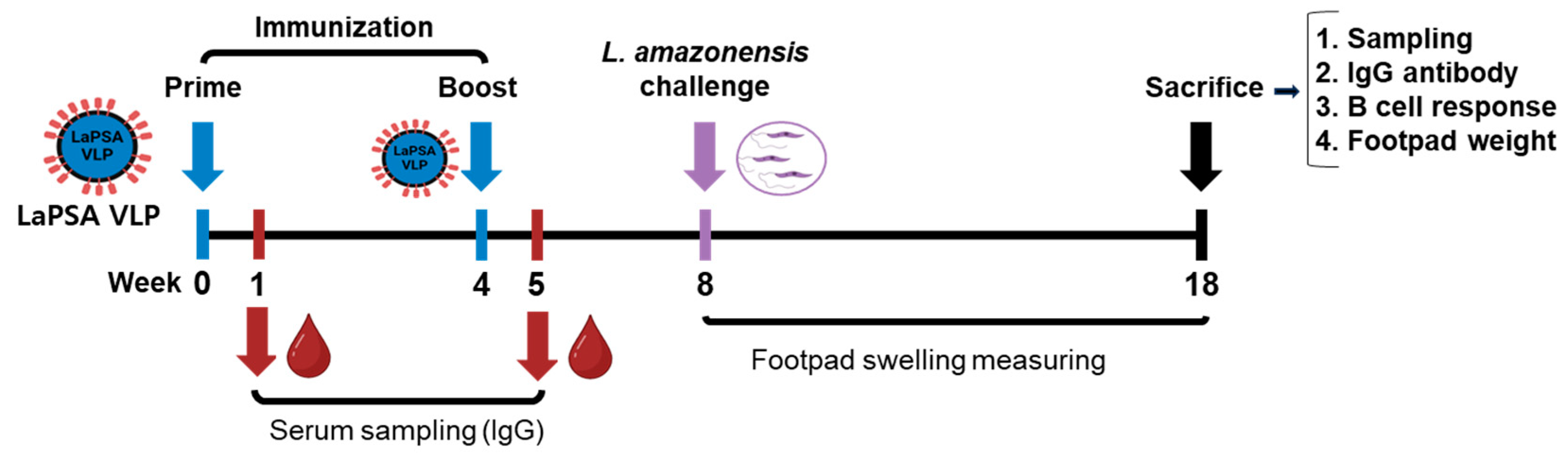 Vaccines 12 00793 g003 Vaccines 12 00793 g003